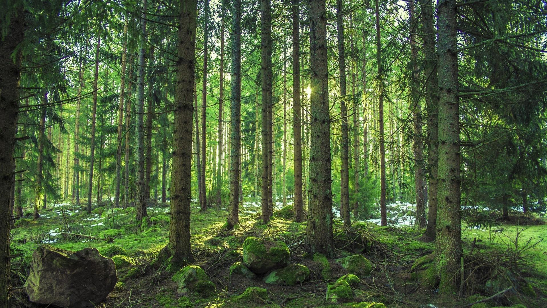 1920x1080 Forests pine trees wallpaper