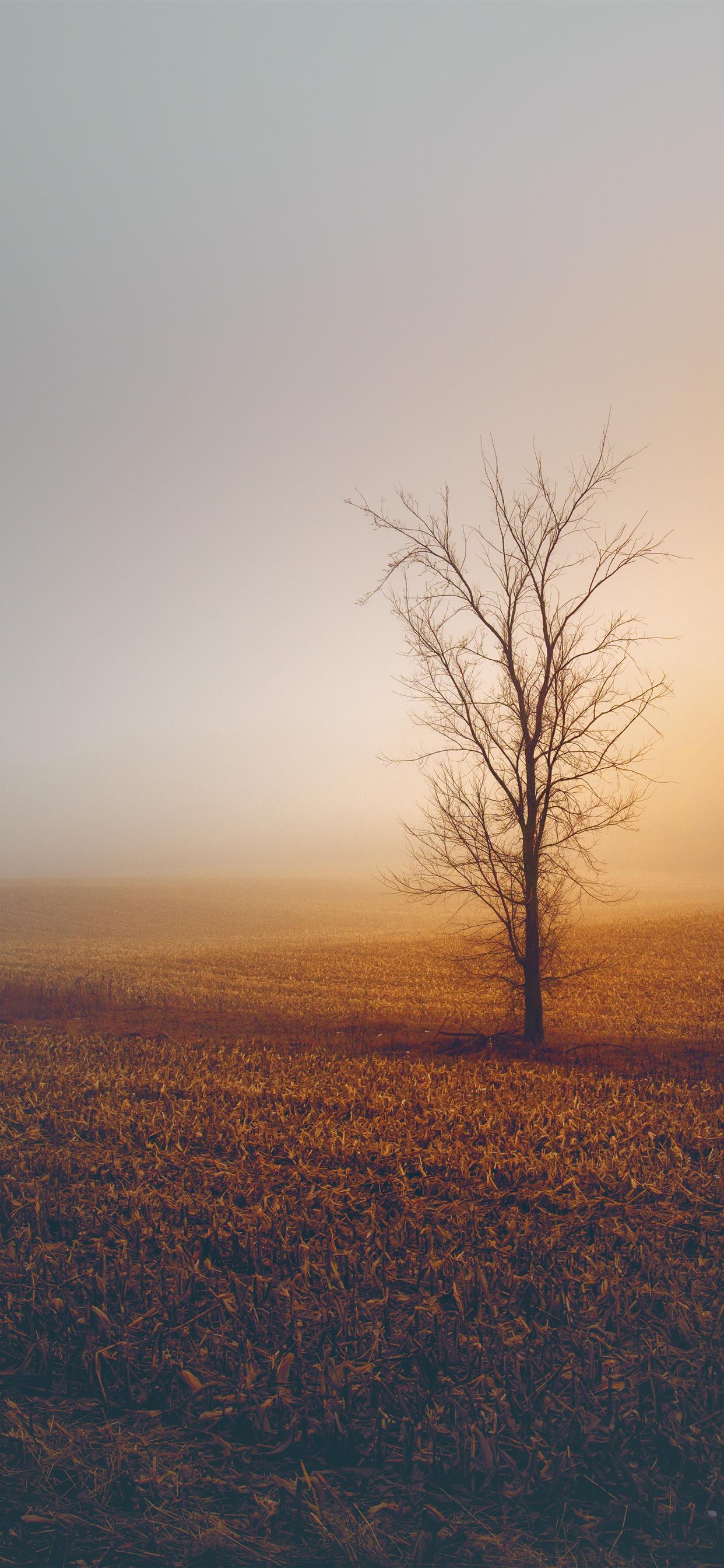 1242x2688 Foggy Winter Morning iPhone Wallpaper Free Download