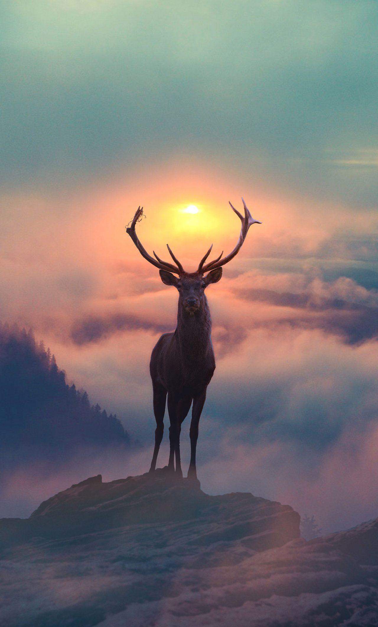 1280x2120 Reindeer Morning Glory iPhone HD 4k Wallpaper