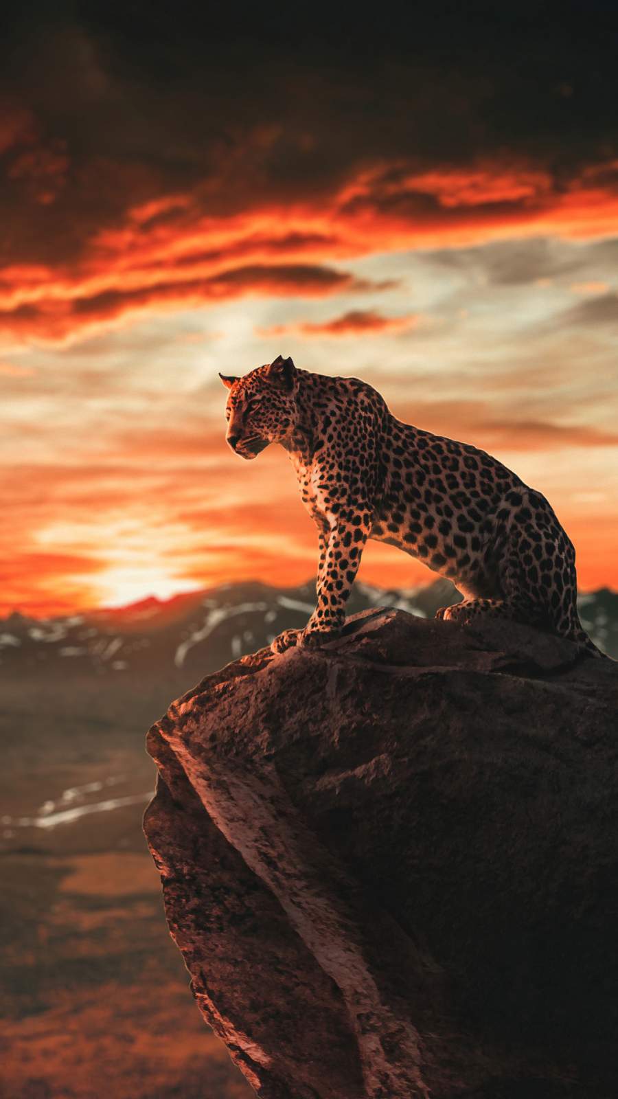 900x1600 Panther Morning iPhone Wallpaper Wallpaper : iPhone
