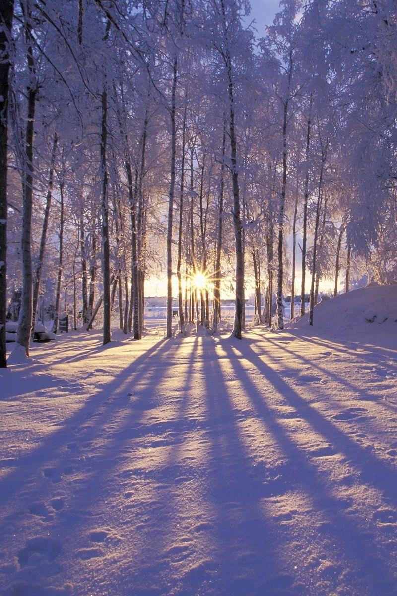 800x1200 Download wallpaper 800x1200 sun, morning, wood, trees, shades