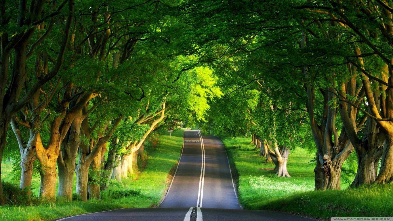 1366x768 HD Wallpaper Nature Summer