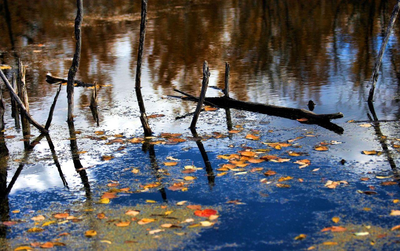 1280x804 Dead trees in water wallpaper. Dead trees in water