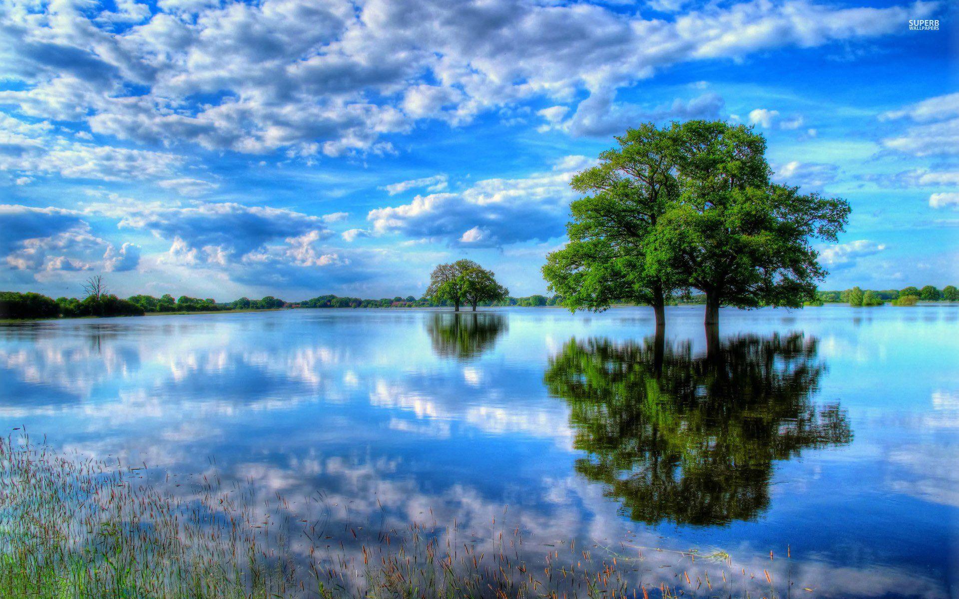 1920x1200 Trees in The Water HD wallpaper