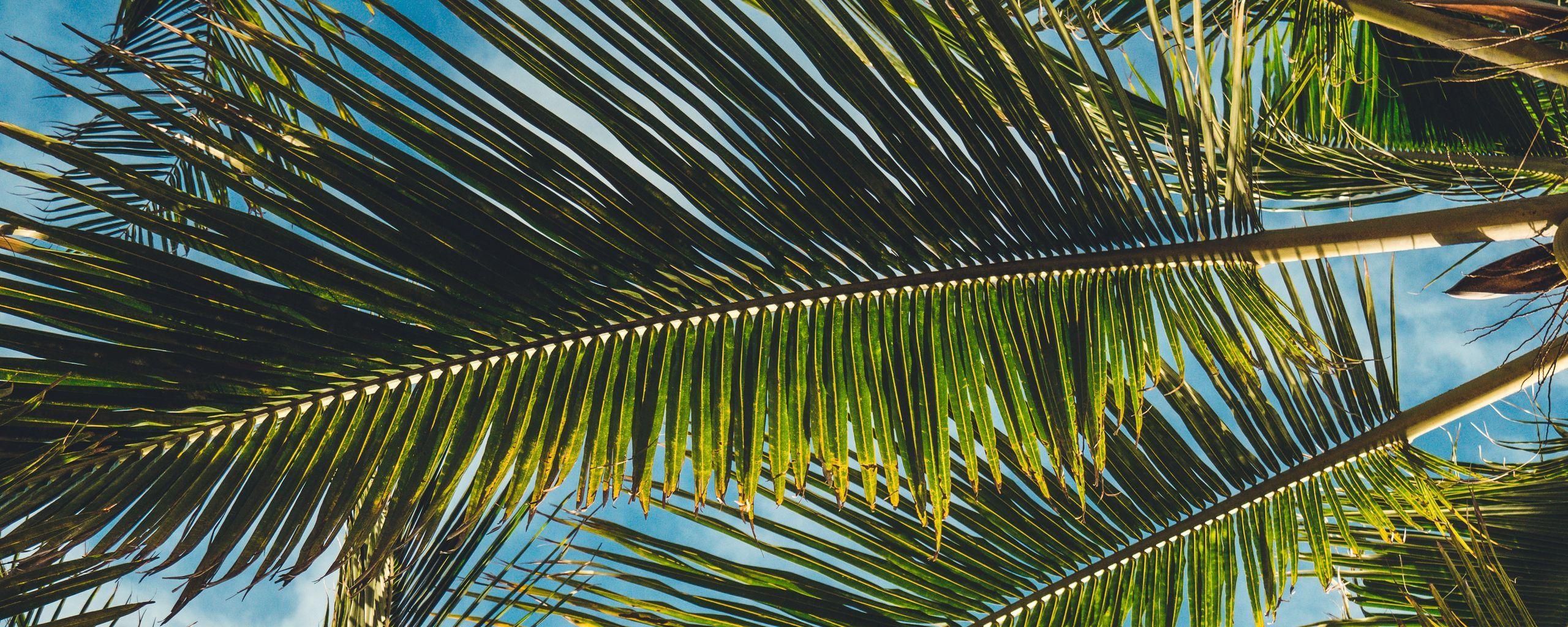 2560x1024 Download wallpaper 2560x1024 palms, leaves, branches, tropics