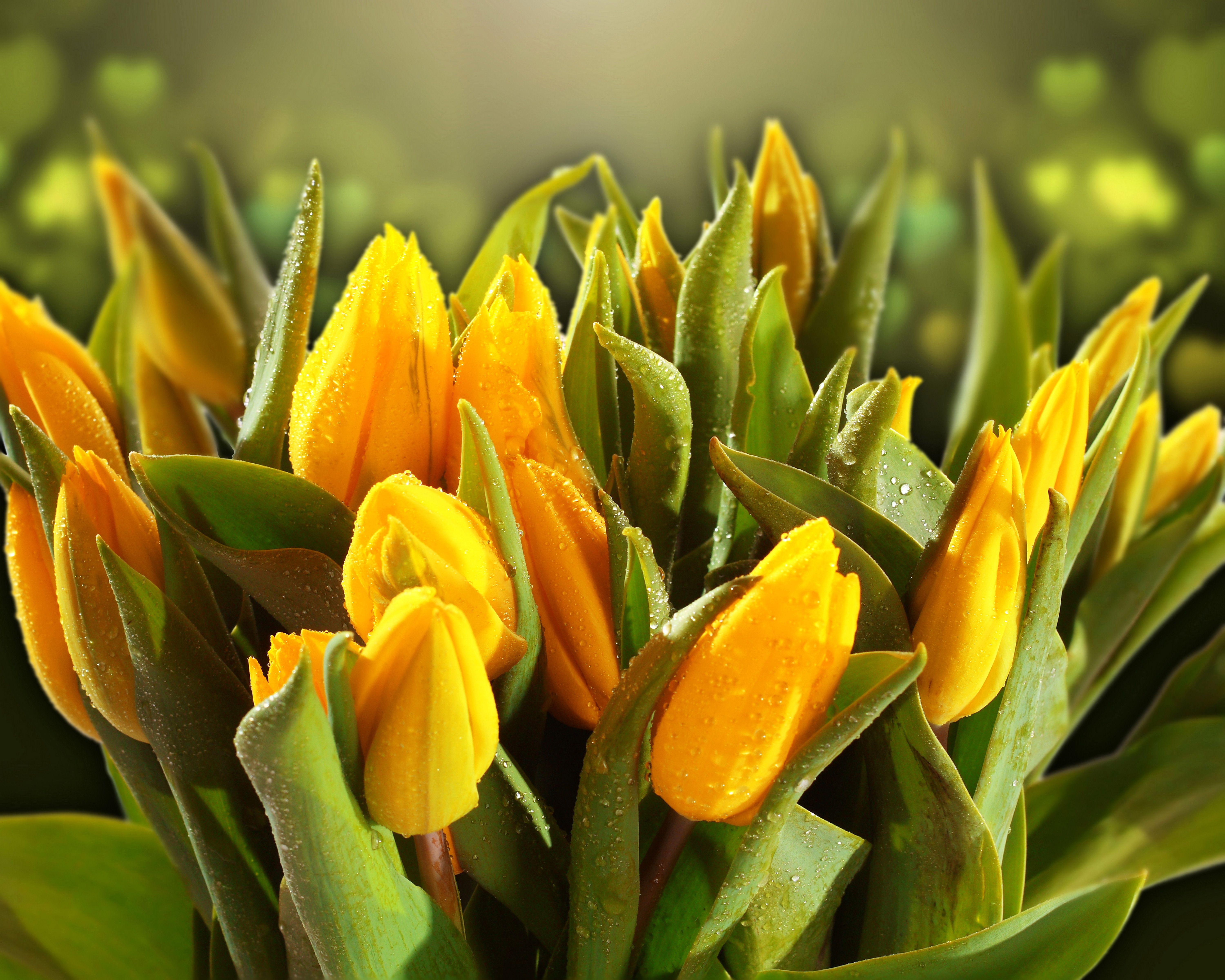 6000x4800 Tulip 5k Retina Ultra HD Wallpaper. Background Imagex4800