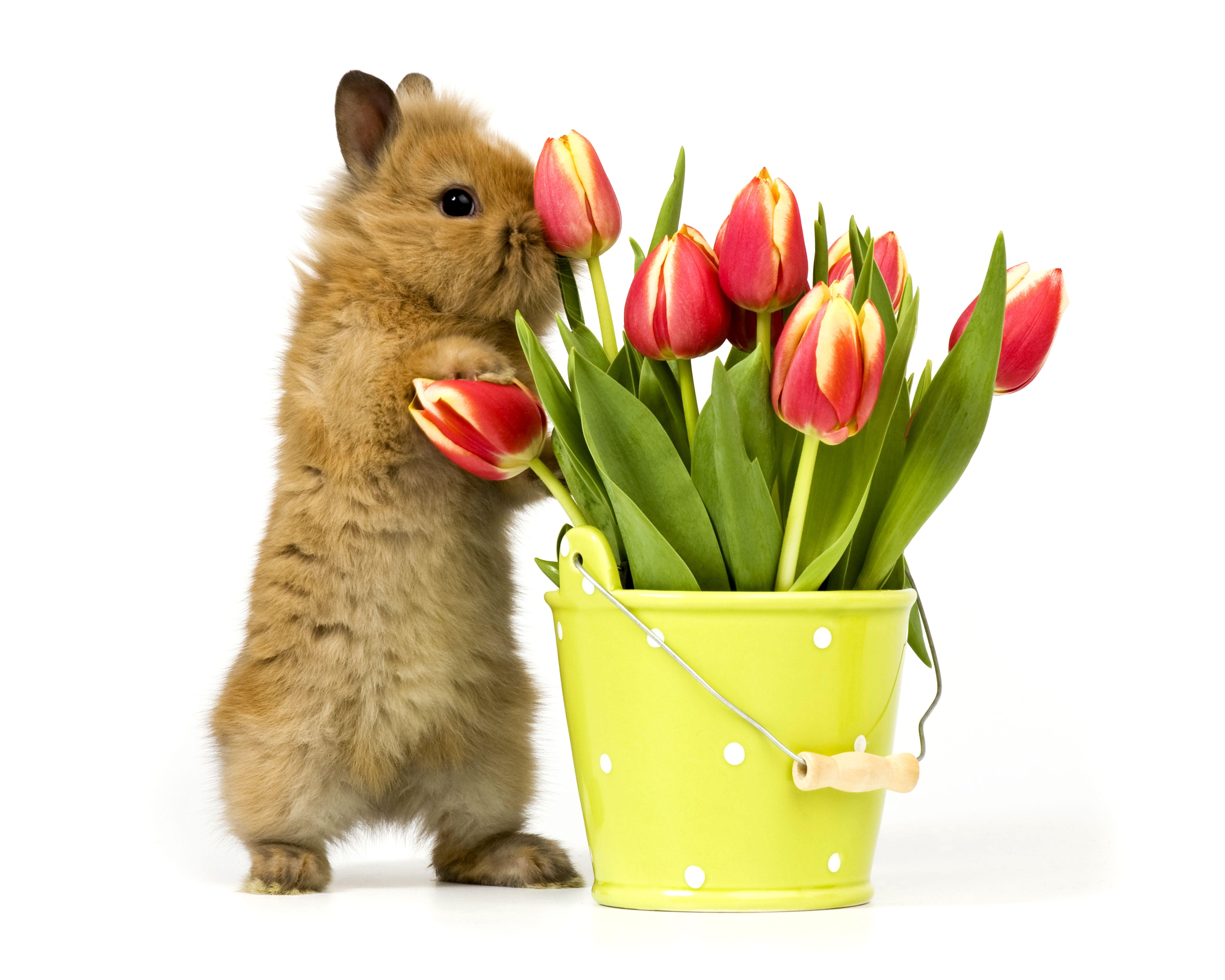 6000x4800 Photos Hamsters tulip Flowers animal 6000x4800