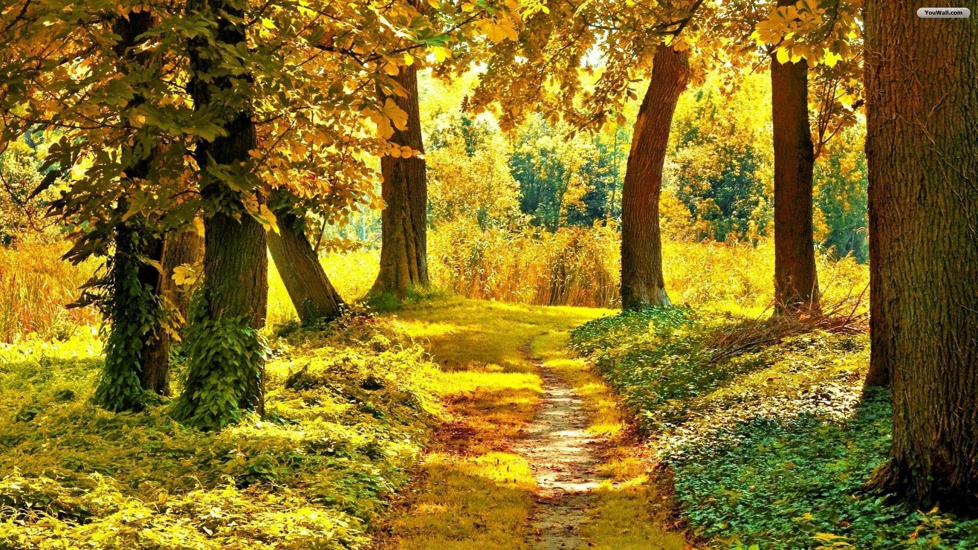 1920x1080 Desktop Image of Autumn Forest. Autumn Forest Wallpaper