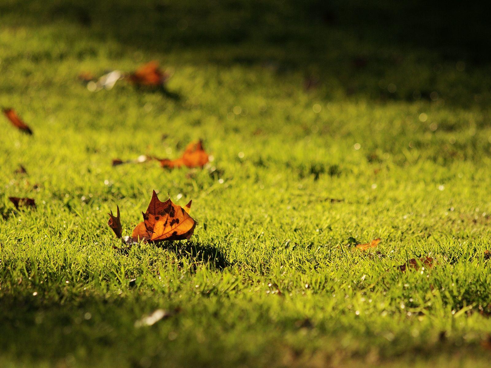 1600x1200 Free Autumn Wallpaper