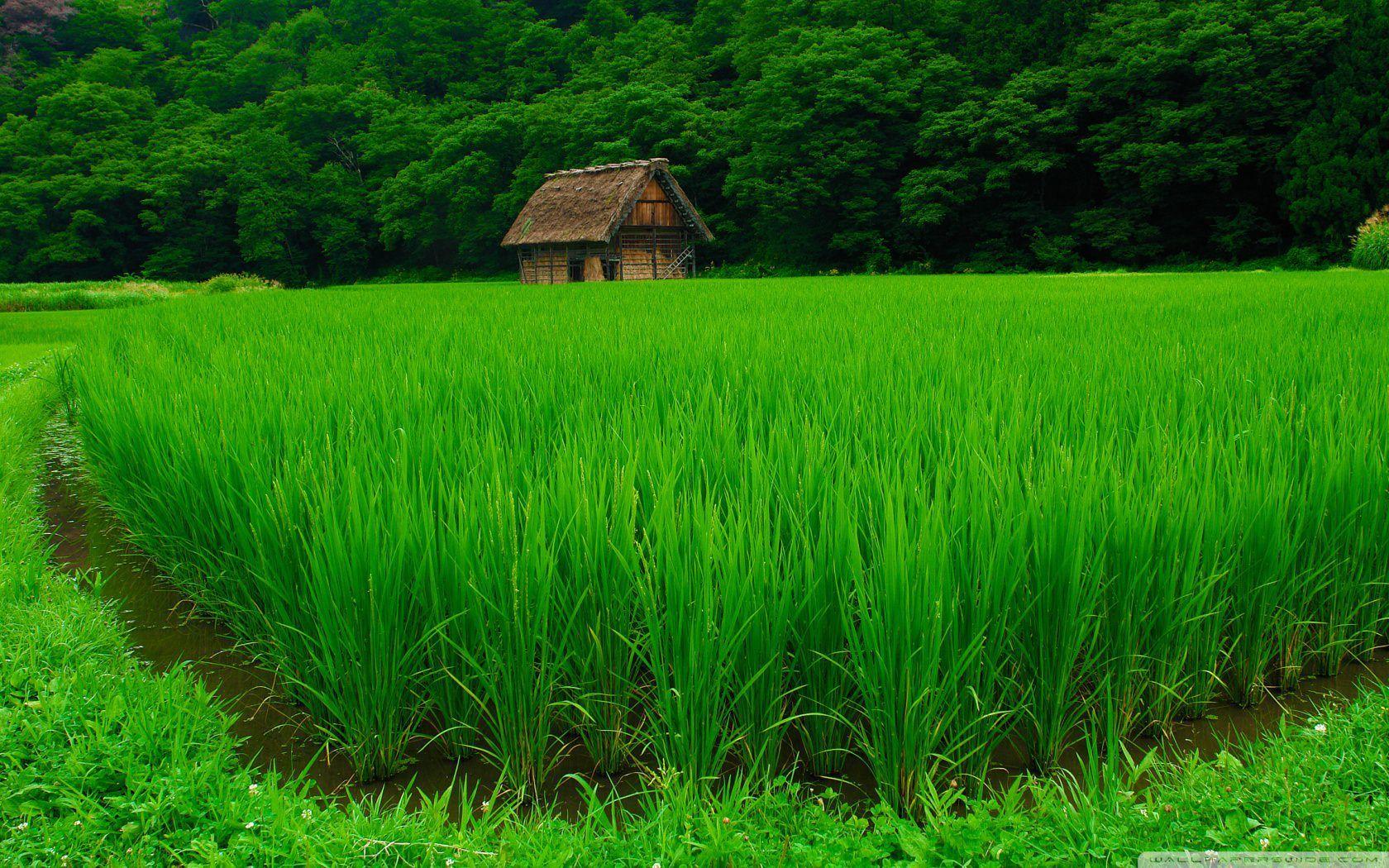 Green Japanese Wallpapers - Top Free Green Japanese Backgrounds