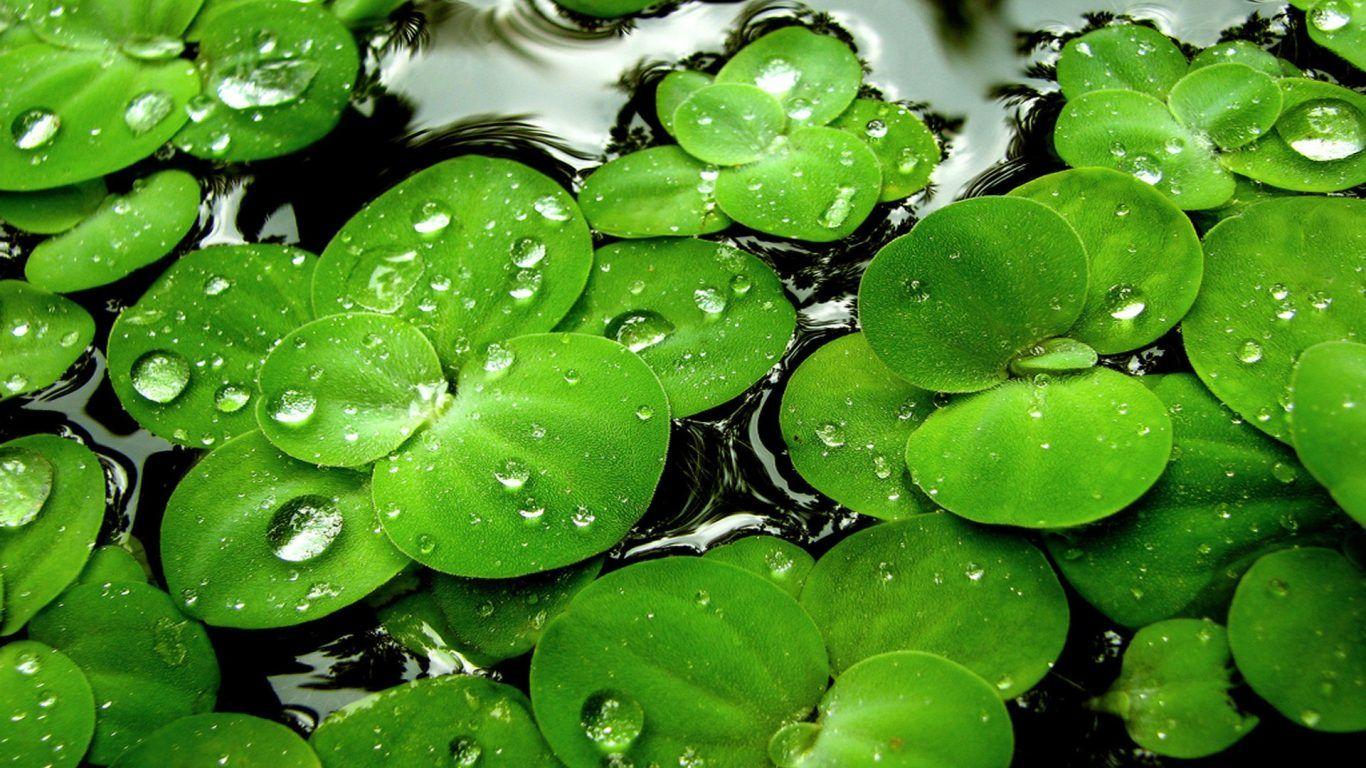 1366x768 Grass Power Japan Flower Japanese Energy Sample Peace Live Wallpaper