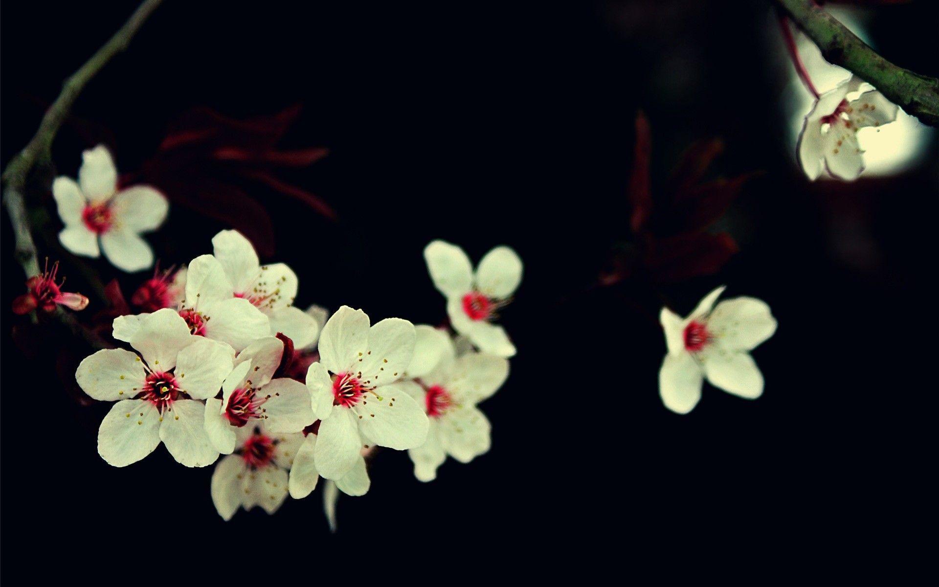 1920x1200 cherry blossom, #flowers, #white flowers, #macro wallpaper