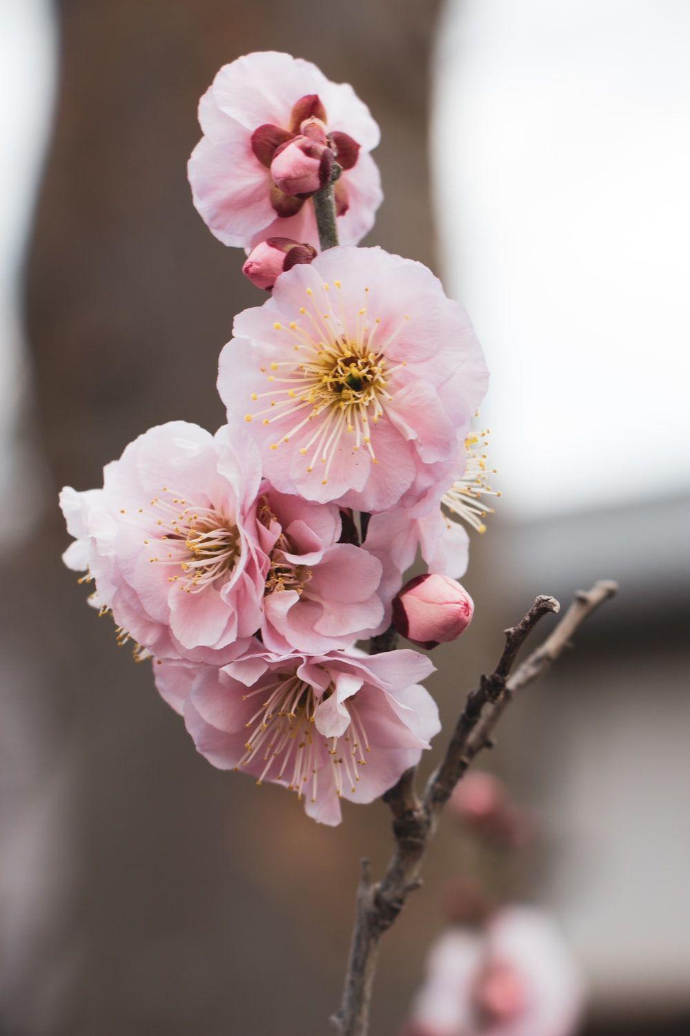 1000x1500 Cherry Blossom Wallpaper: Free HD Download [HQ]