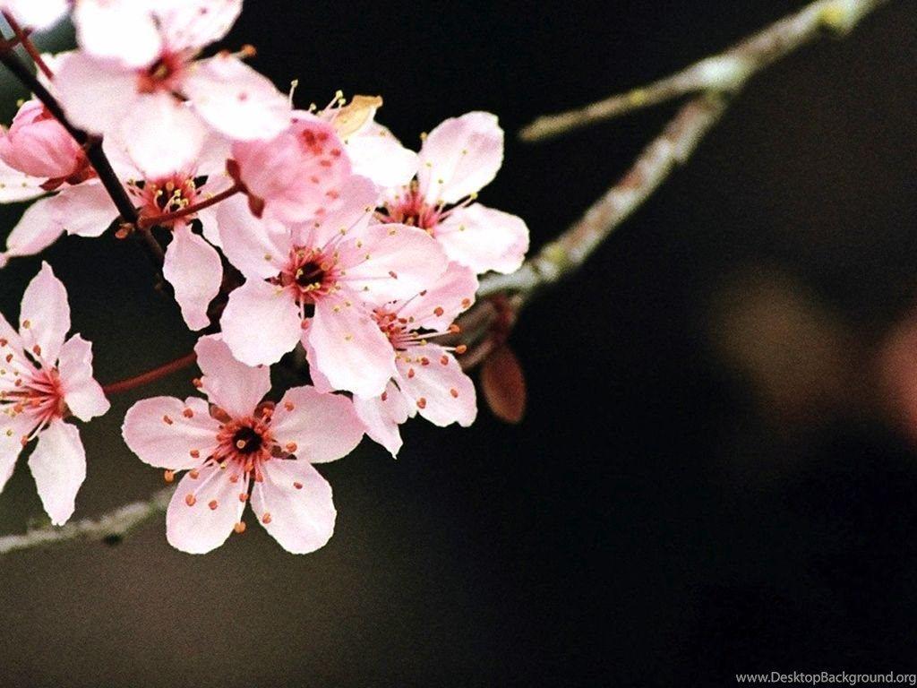 1024x768 Cherry Blossom Wallpaper By SchrodingersCat19