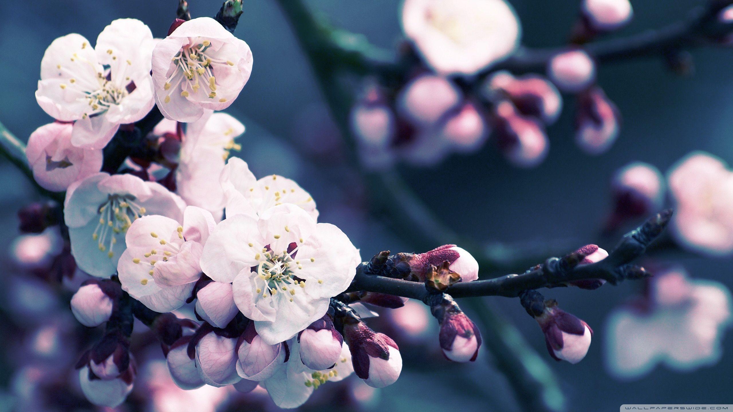 2560x1440 1080p Cherry Blossom Wallpaper HD HD
