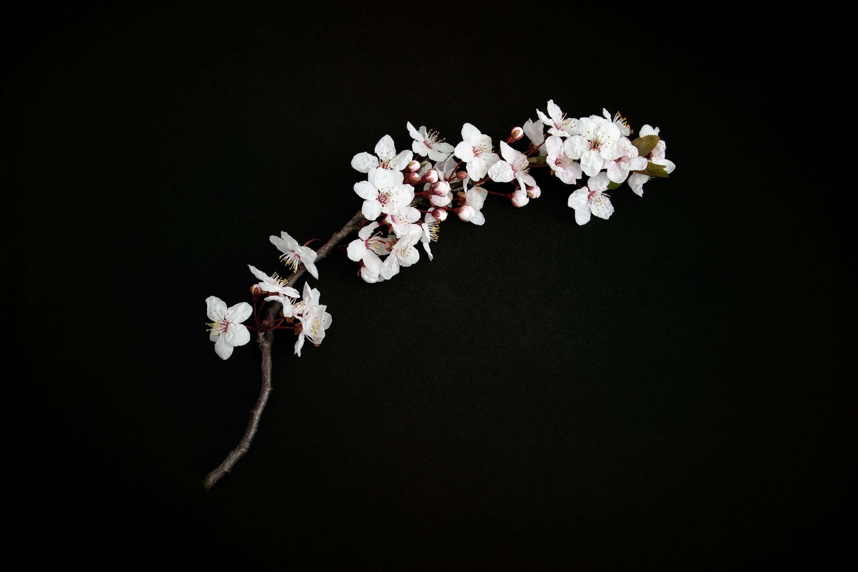 3000x2000 beautiful flowers, cherry blossom, hanami, japan, japanese