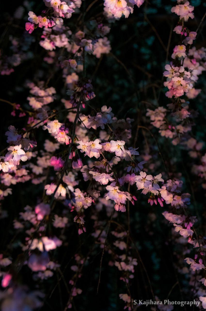 851x1280 Cherry blossoms of a dark night. Spring aesthetic, Planting flowers, Dark aesthetic