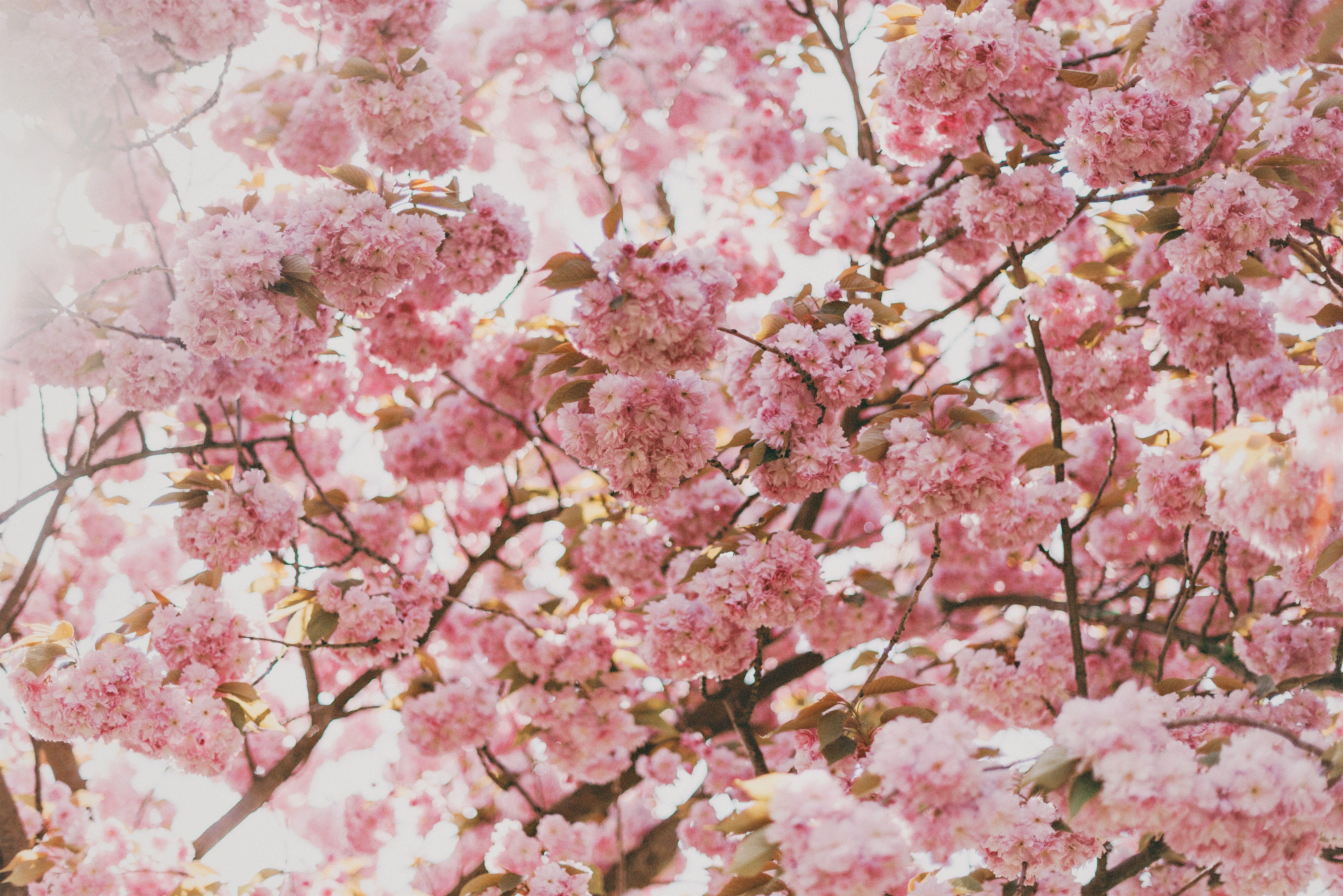 5335x3561 5335x3561 #allergy, #Free , #germany, #flower