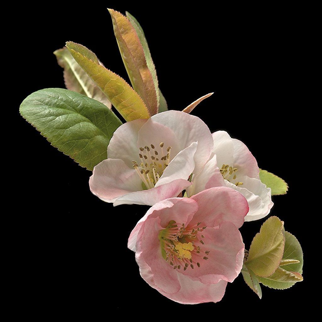 1024x1024 Desktop Wallpaper Cherry blossom flower Black background Flowering