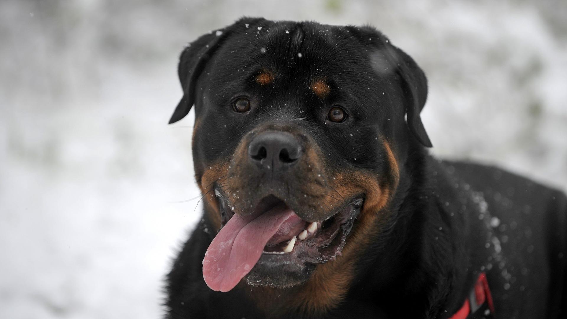 1920x1080 Rottweiler Protruding tongue, Snow, Black）HD Dog Wallpaper