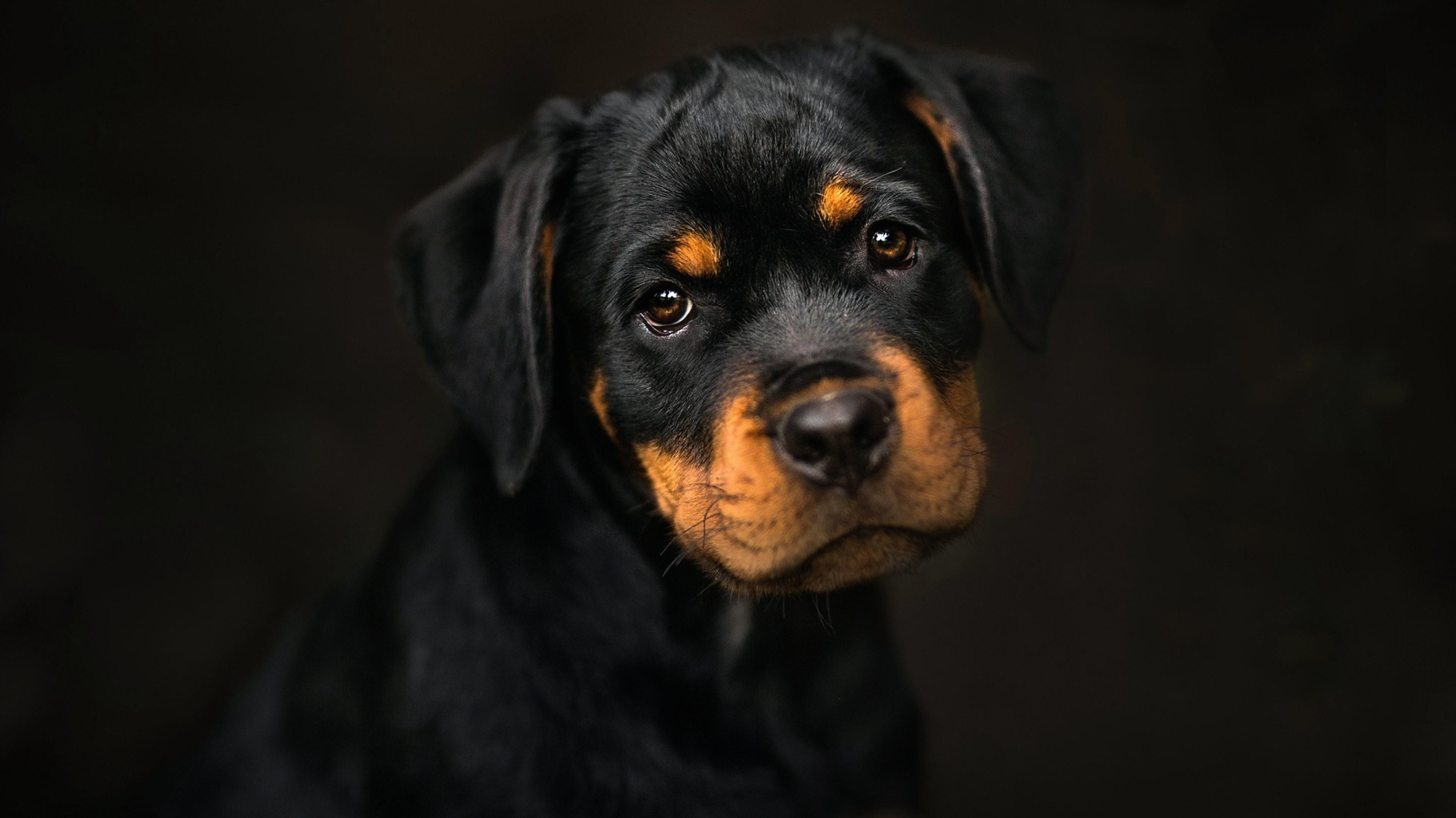 3840x2160 Cute Dog Wallpaper Desktop Mobile (44). Rottweiler puppies, Cute