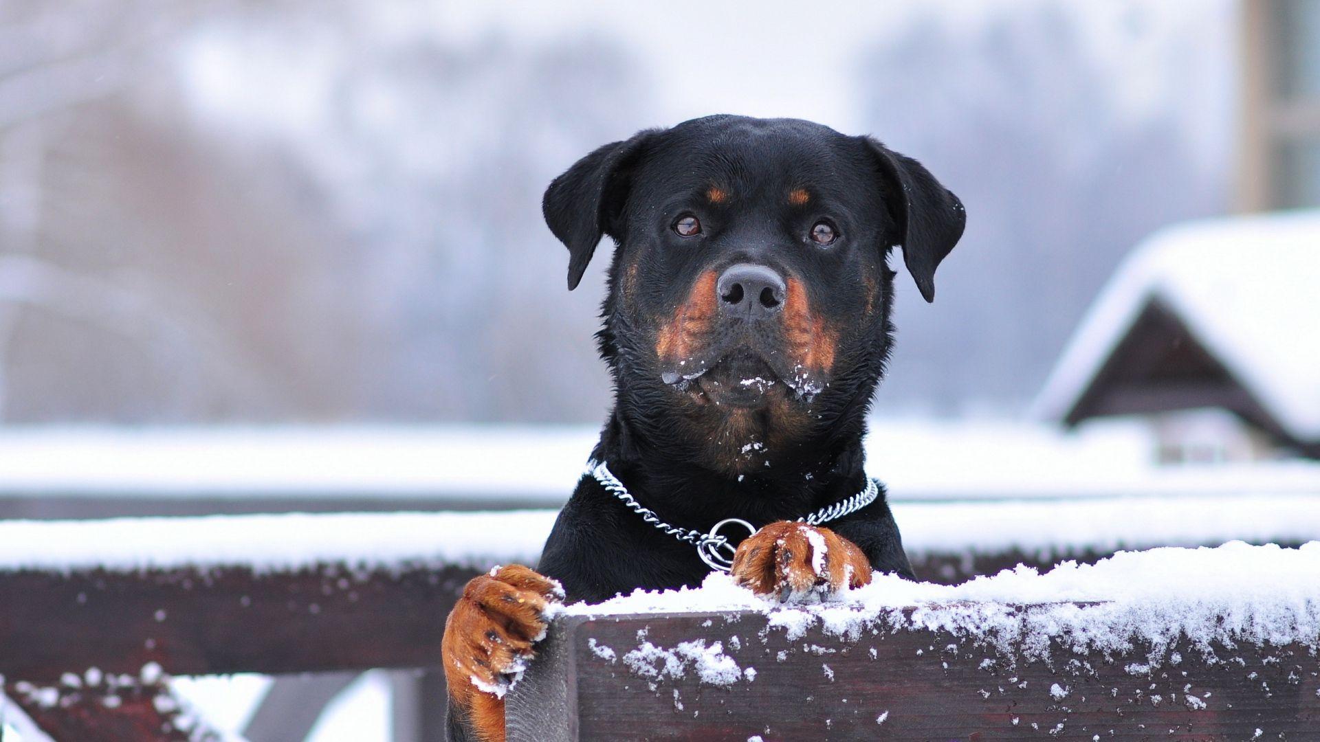 1920x1080 HD Rottweiler Dog Wallpaper
