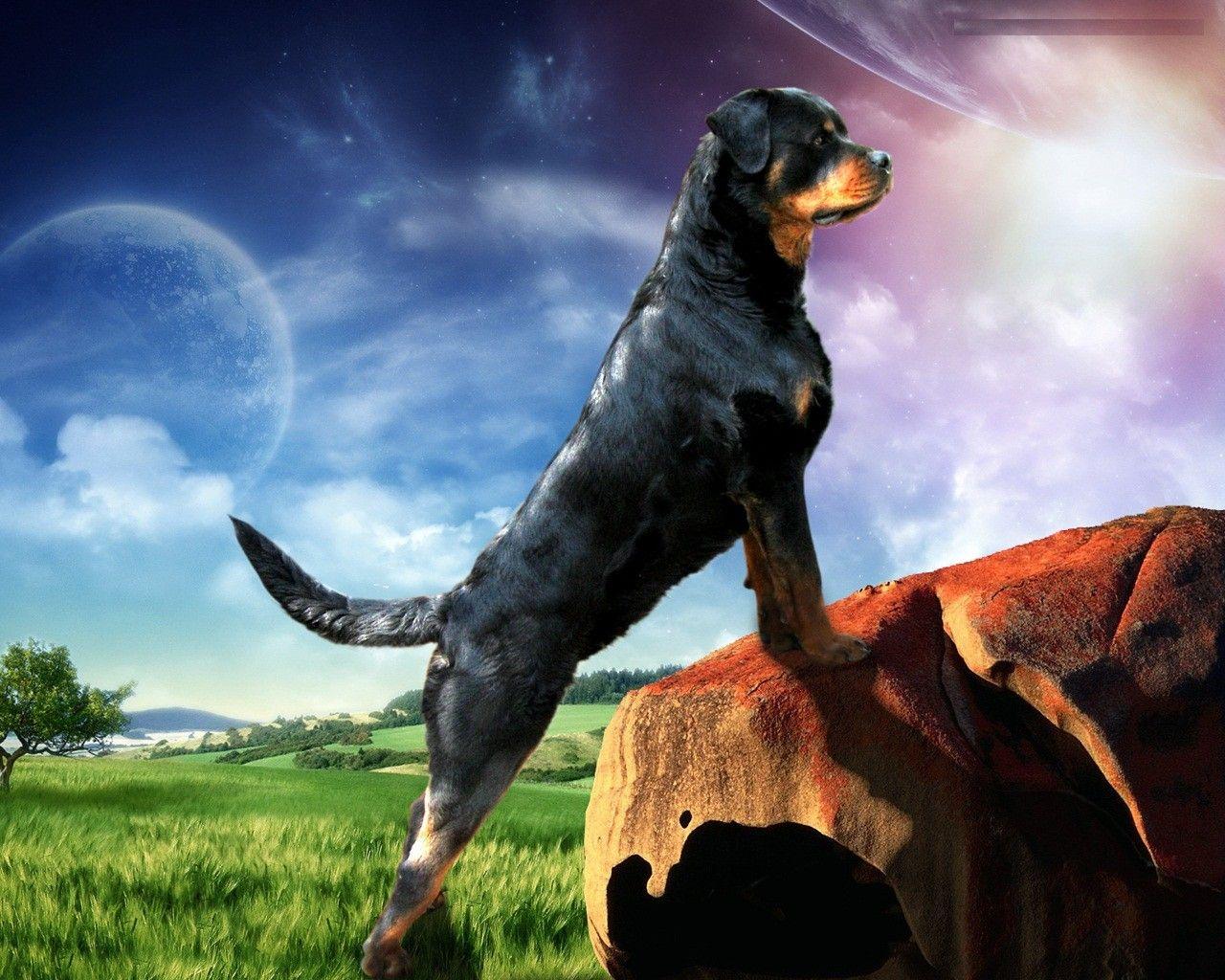 1280x1024 Rottweiler, Dog, Animal, HD, New, Wallpaper, Free, Pets, Best