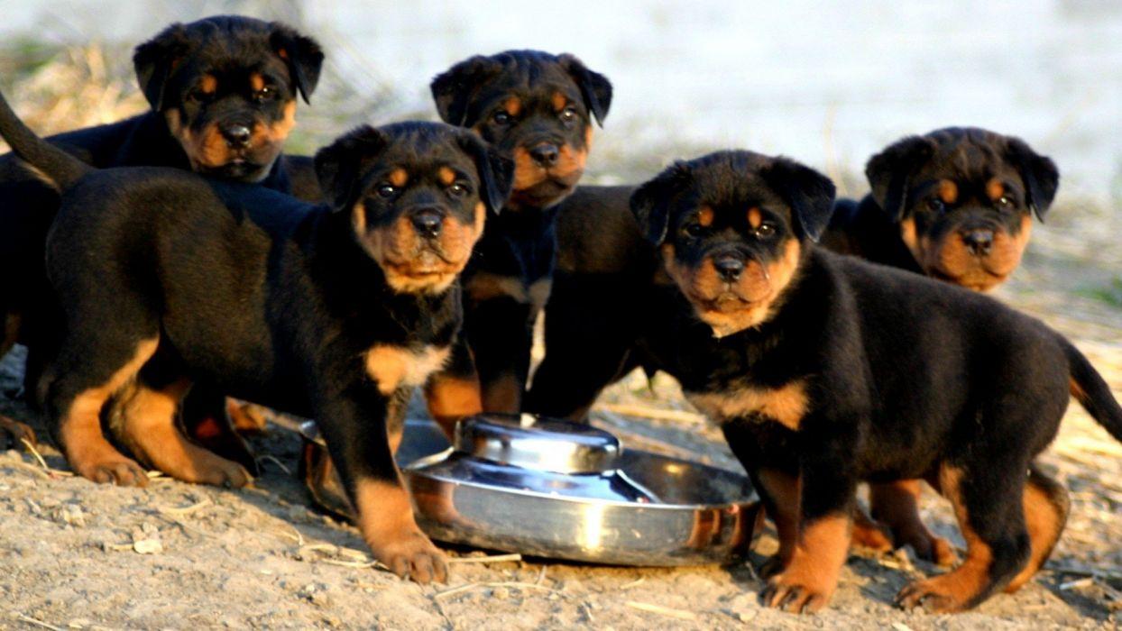 1244x700 ROTTWEILER dog dogs wallpaperx1080