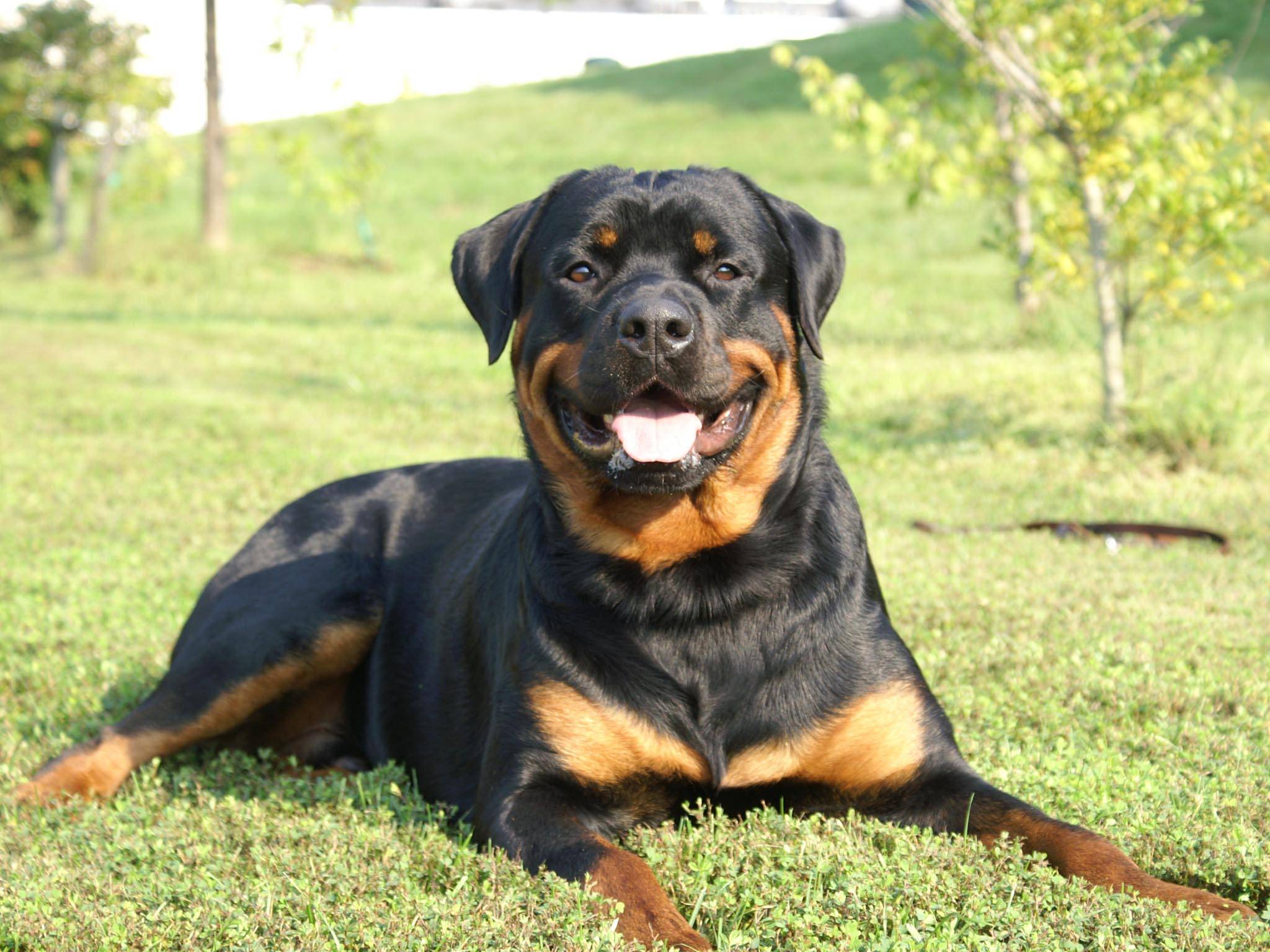 2048x1536 Free download Rottweiler Wallpaper HD 7 Dogs Wallpaper 2048x1536