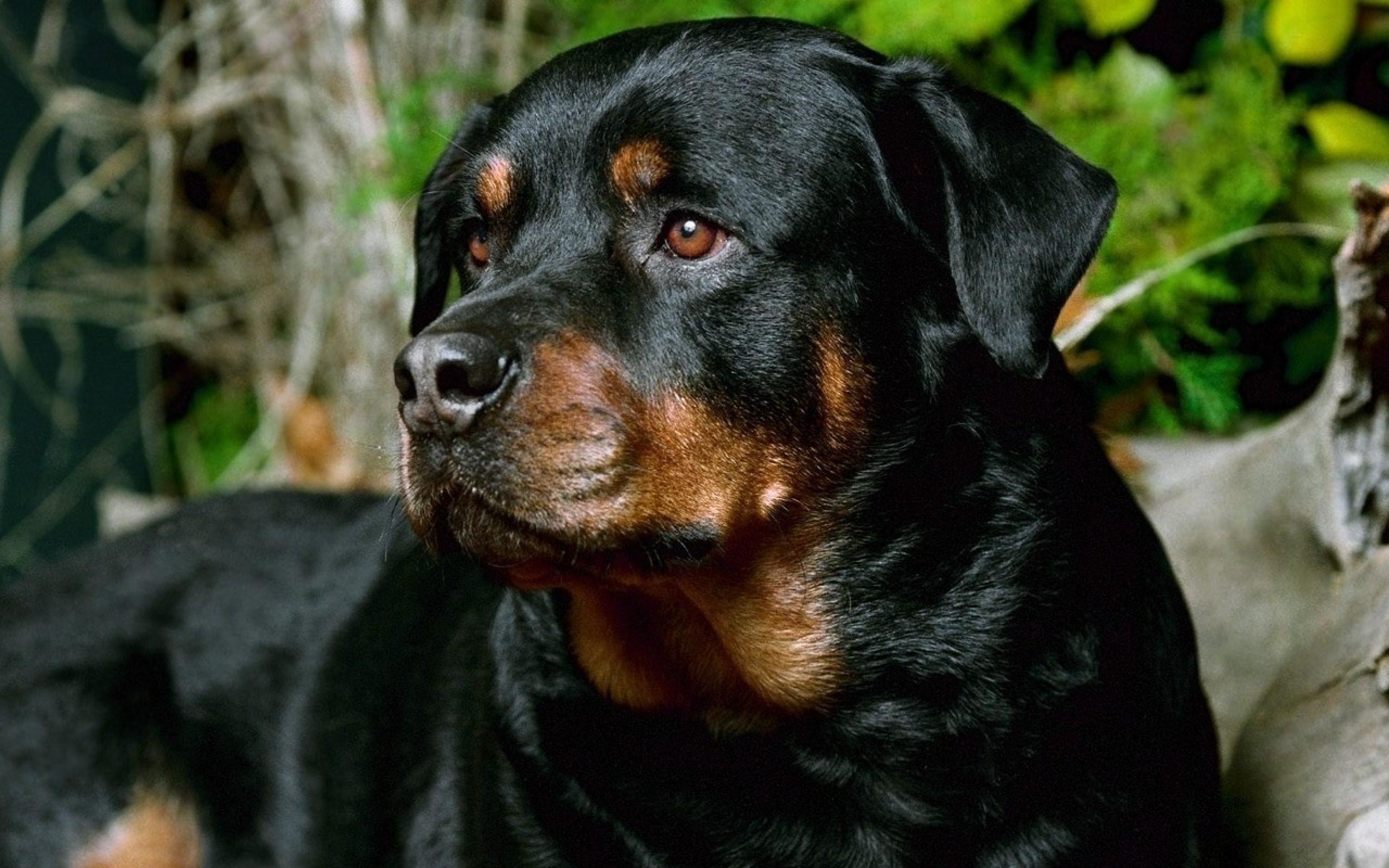 2560x1600 Rottweiler Dog Wallpaper for Free Download