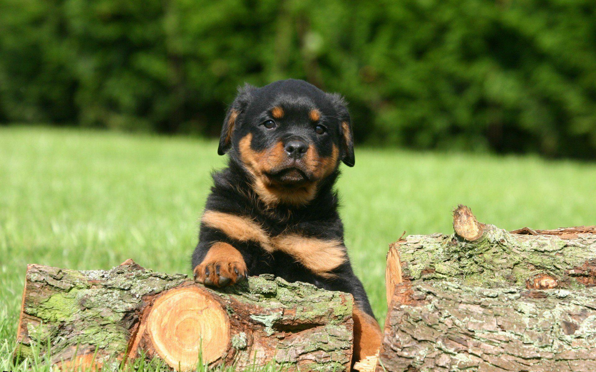 1920x1200 rottweiler, Dog, Dogs Wallpaper HD / Desktop and Mobile Background