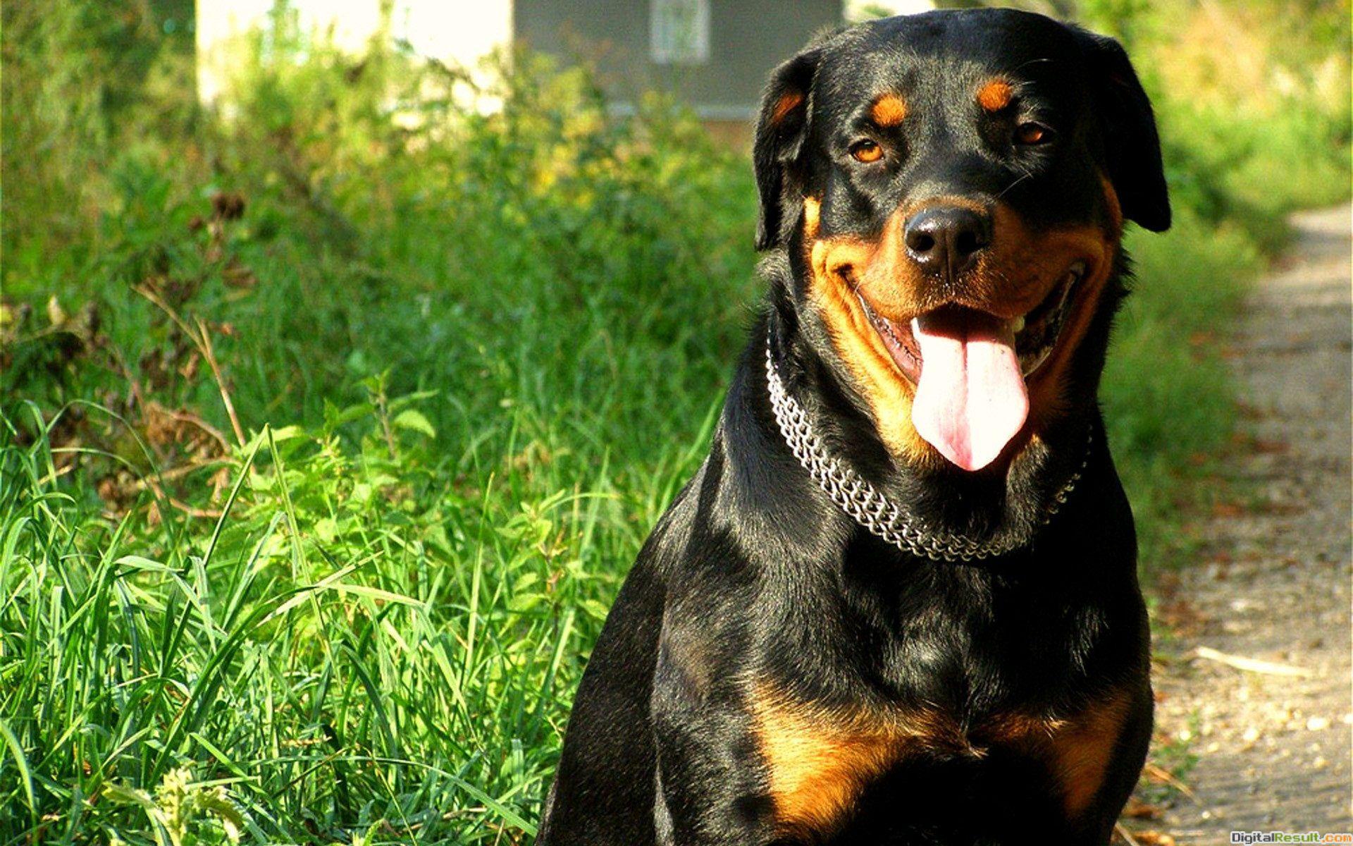 1920x1200 Rottweiler Dog HD Wallpaper 609 - Rottweiler Dogs HD Wallpaper