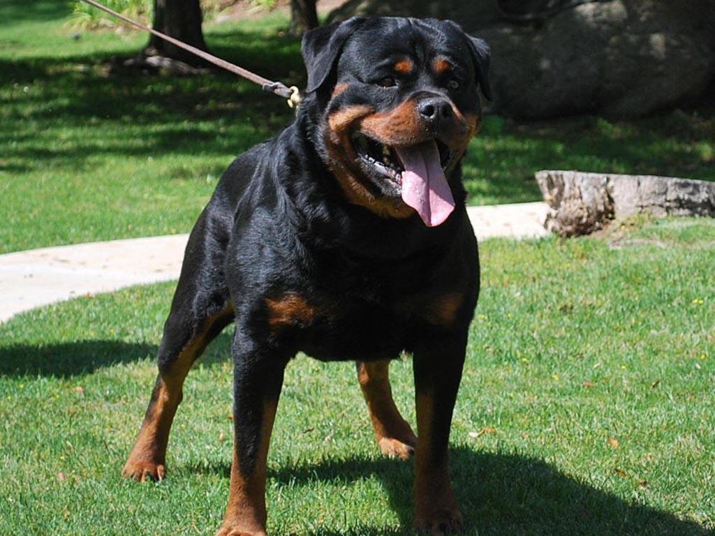 Image result for dog enclosure crates for big dogs with exercise room - Dog Enclosure Crates For Big Dogs With Exercise Room