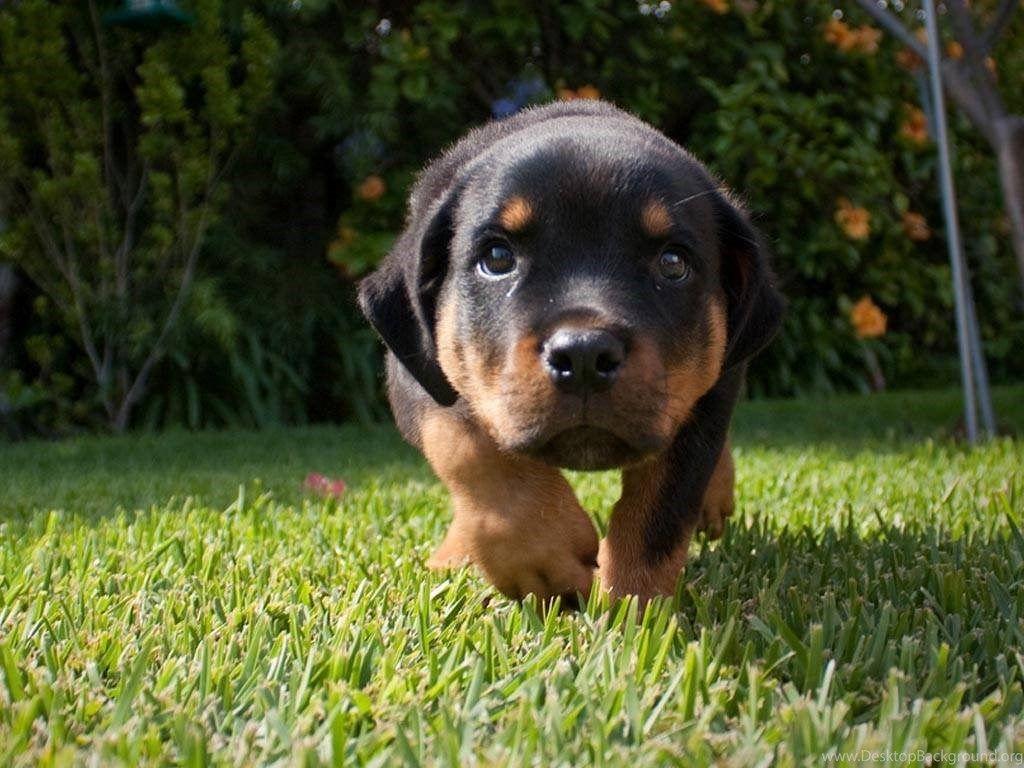 1024x768 Cute Rottweiler Puppy Wallpaper Dogs Wallpaper Desktop Background