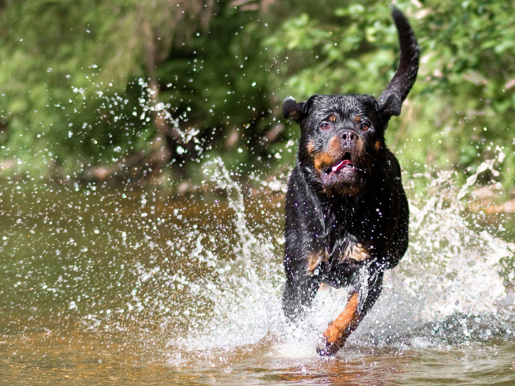 2048x1536 ROTTWEILER dog dogs wallpaperx1536