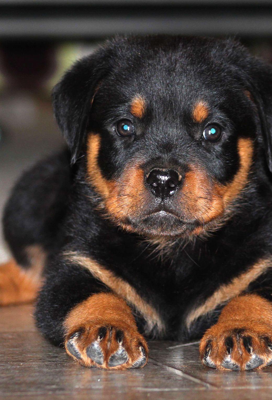 1040x1526 Free download here to download the cute rottweiler puppy wallpaper