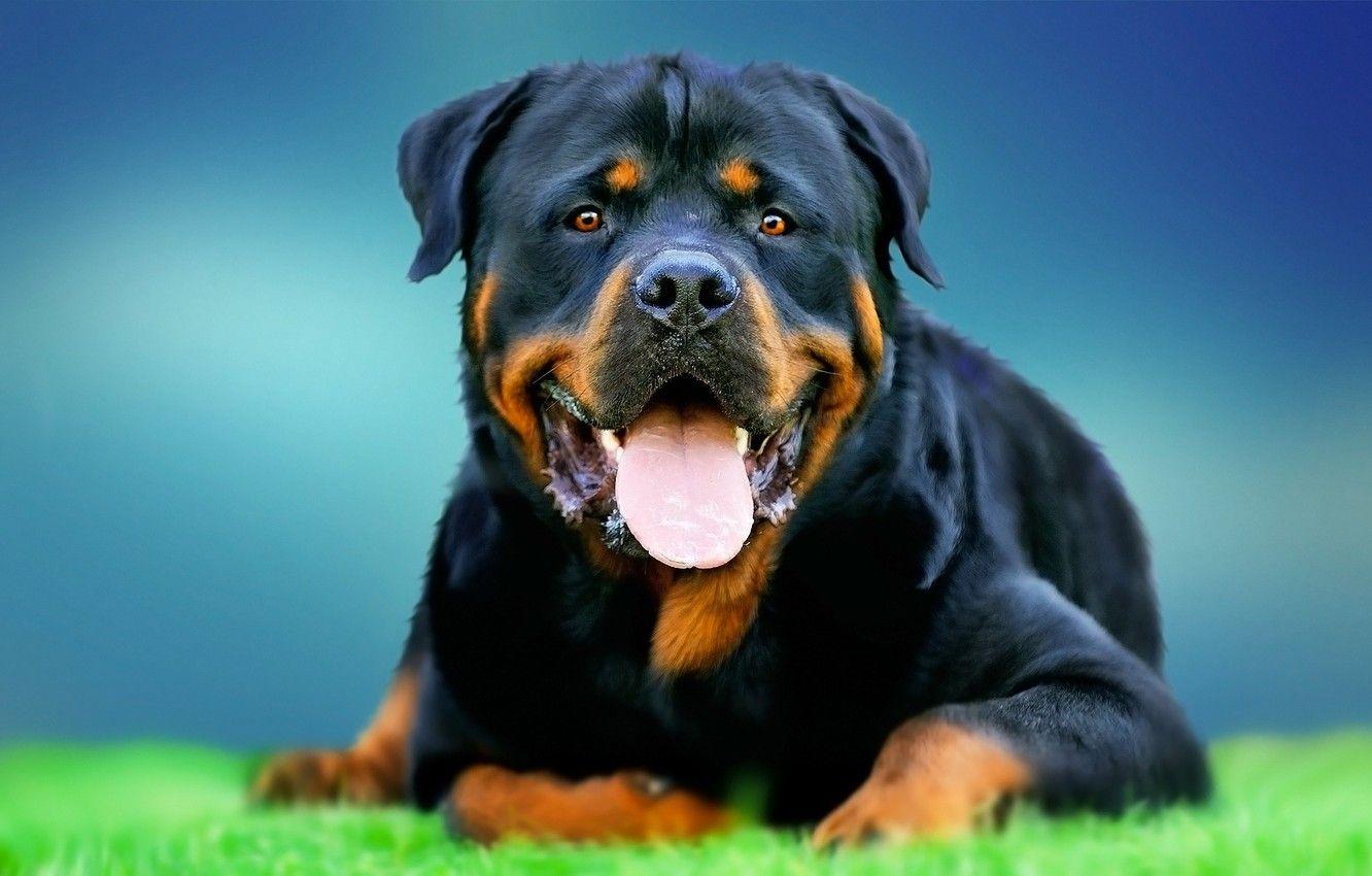 1332x850 Wallpaper face, each, dog, Rottweiler image for desktop, section
