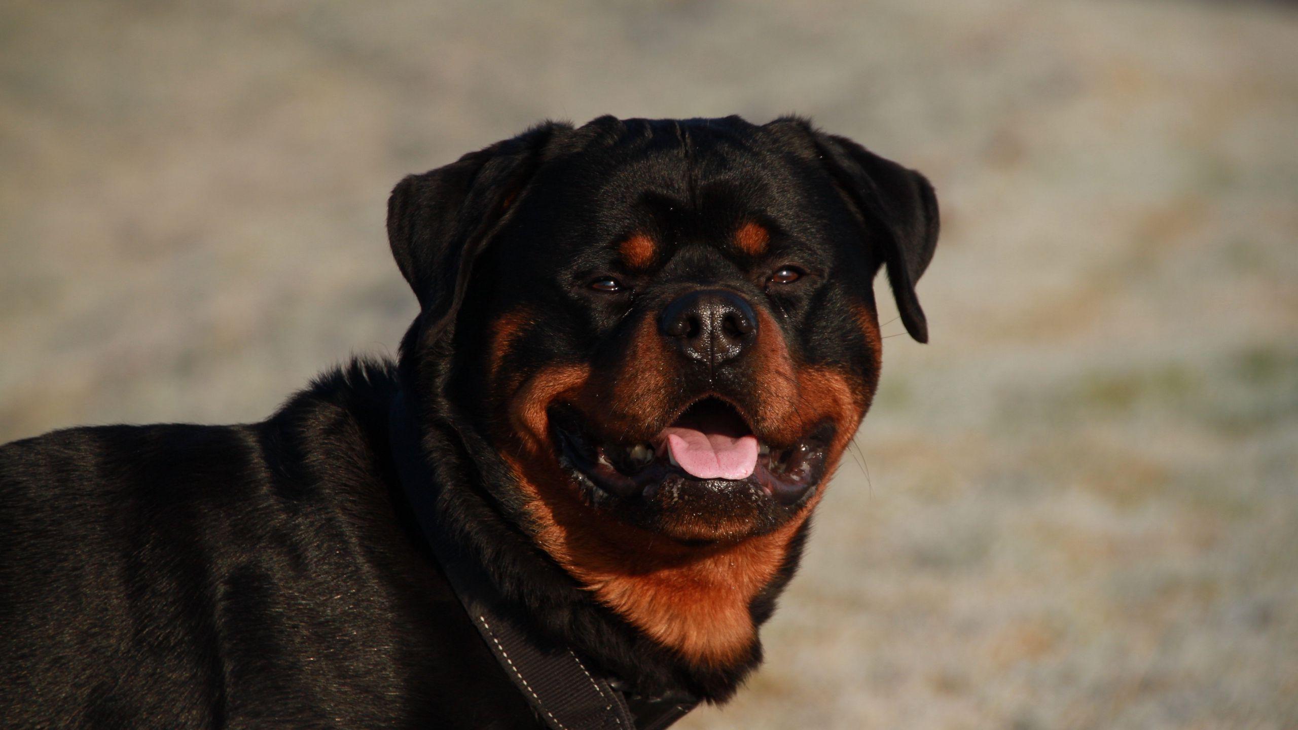 2560x1440 Download wallpaper 2560x1440 rottweiler, dog, muzzle, collar