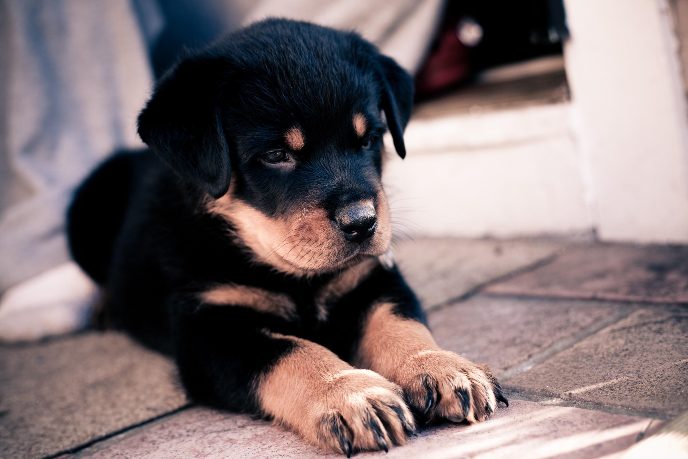 2800x1867 wallpaper puppy, rottweiler, dog HD : Widescreen : High Definition