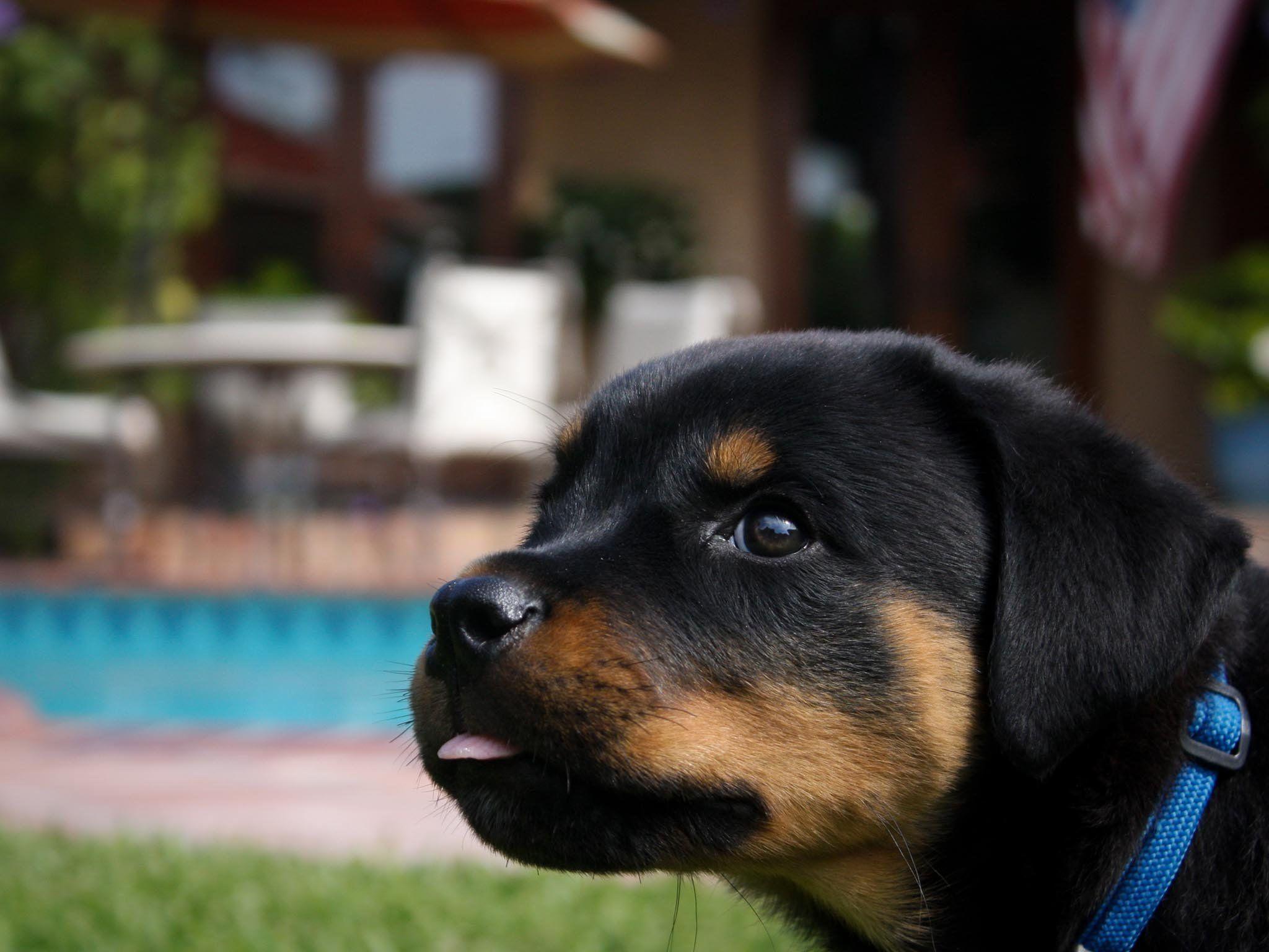 2048x1536 rottweiler, Dog, Dogs Wallpaper HD / Desktop and Mobile Background