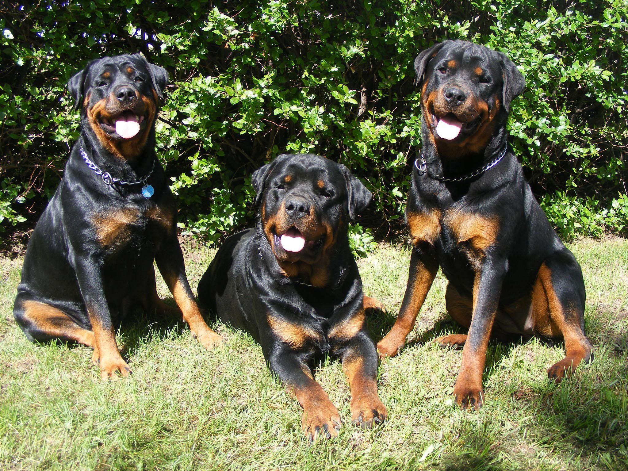 2048x1536 ROTTWEILER dog dogs wallpaperx1536