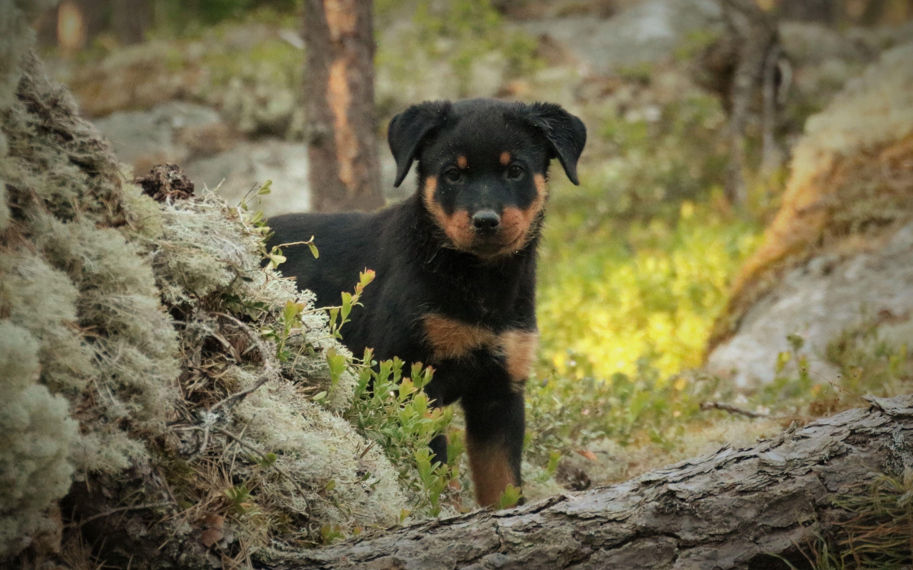 3840x2400 Download wallpaper Rottweiler, forest, bokeh, pets, puppy, small