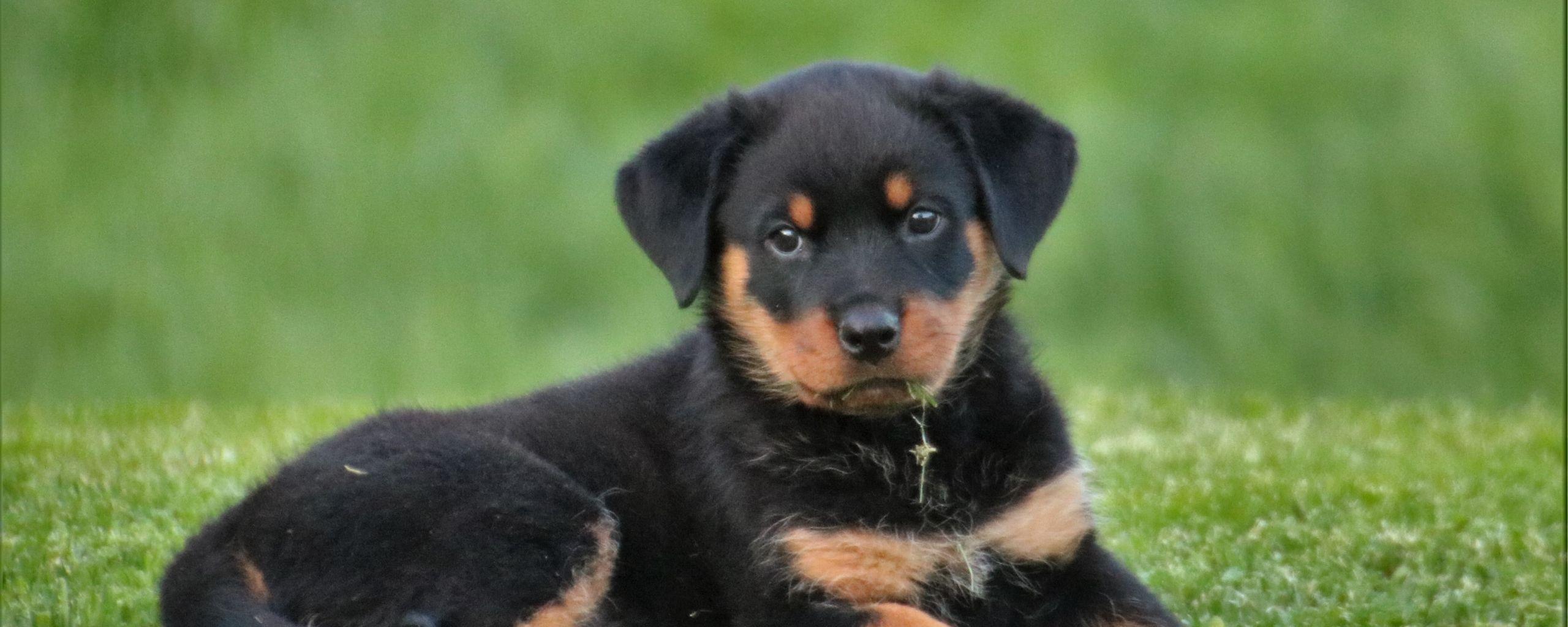 2560x1024 rottweiler, puppy, dog 2560x1024 Resolution Wallpaper