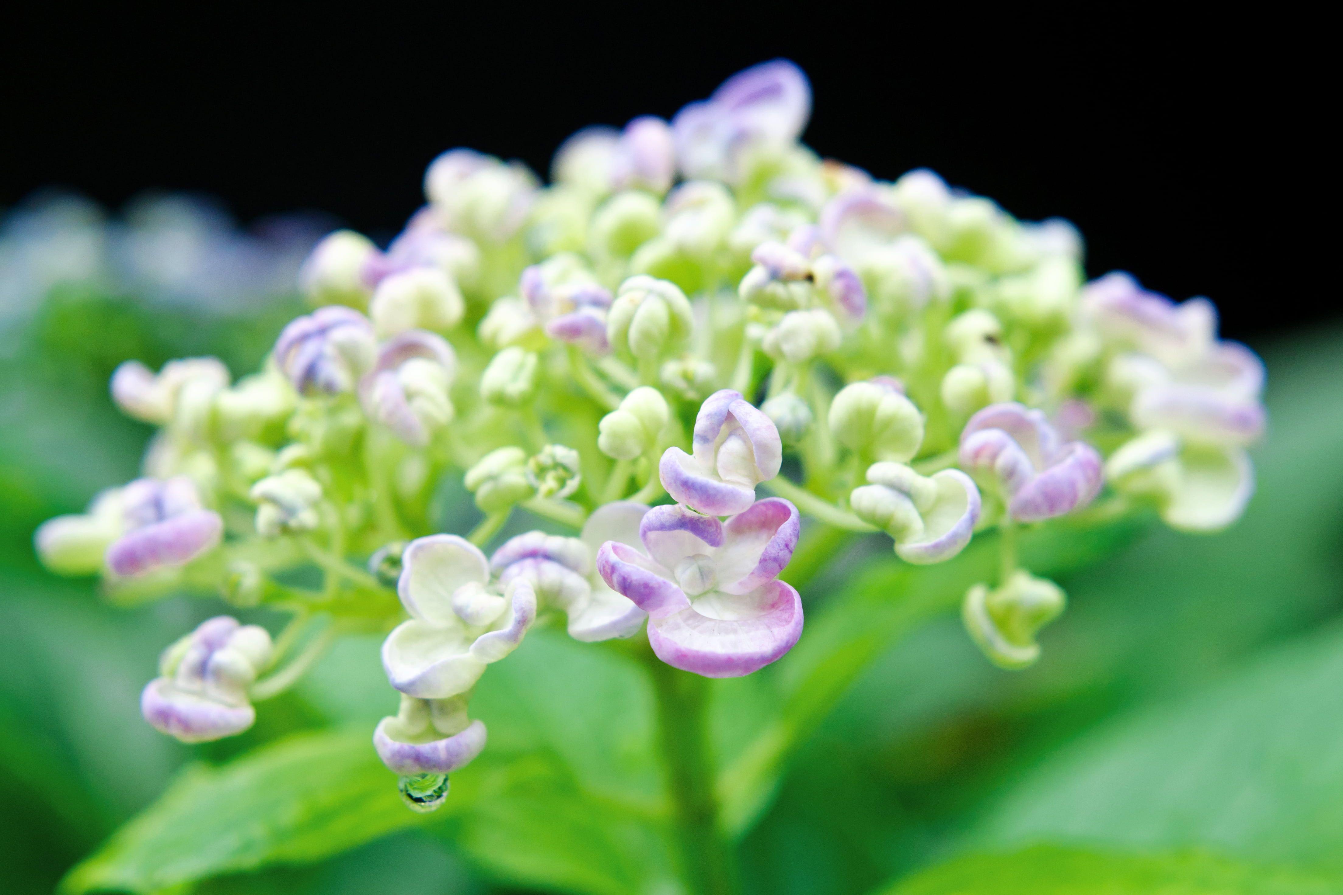 4414x2943 Shallow focus photography of green and purple flowers, hydrangea