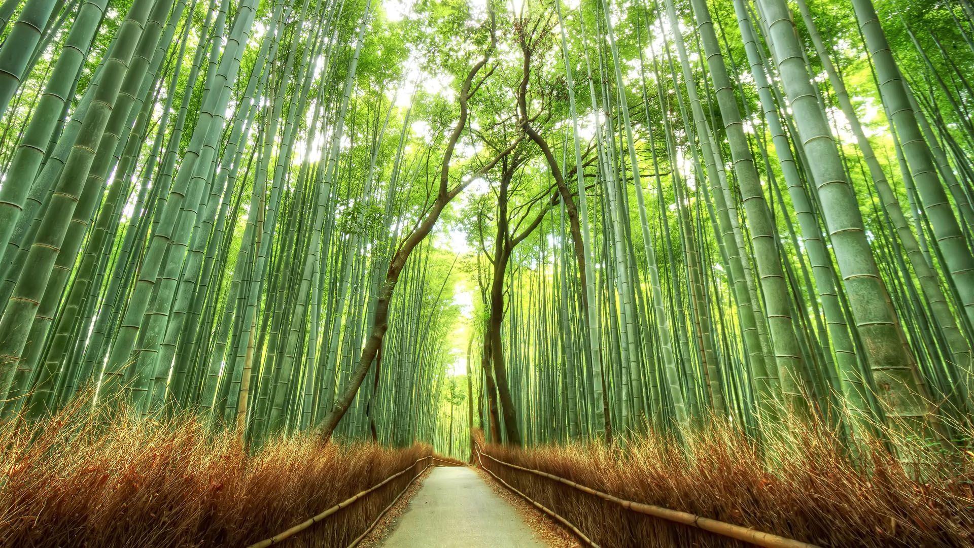 White tropical bamboo wallpaper  Feathr Wallpapers
