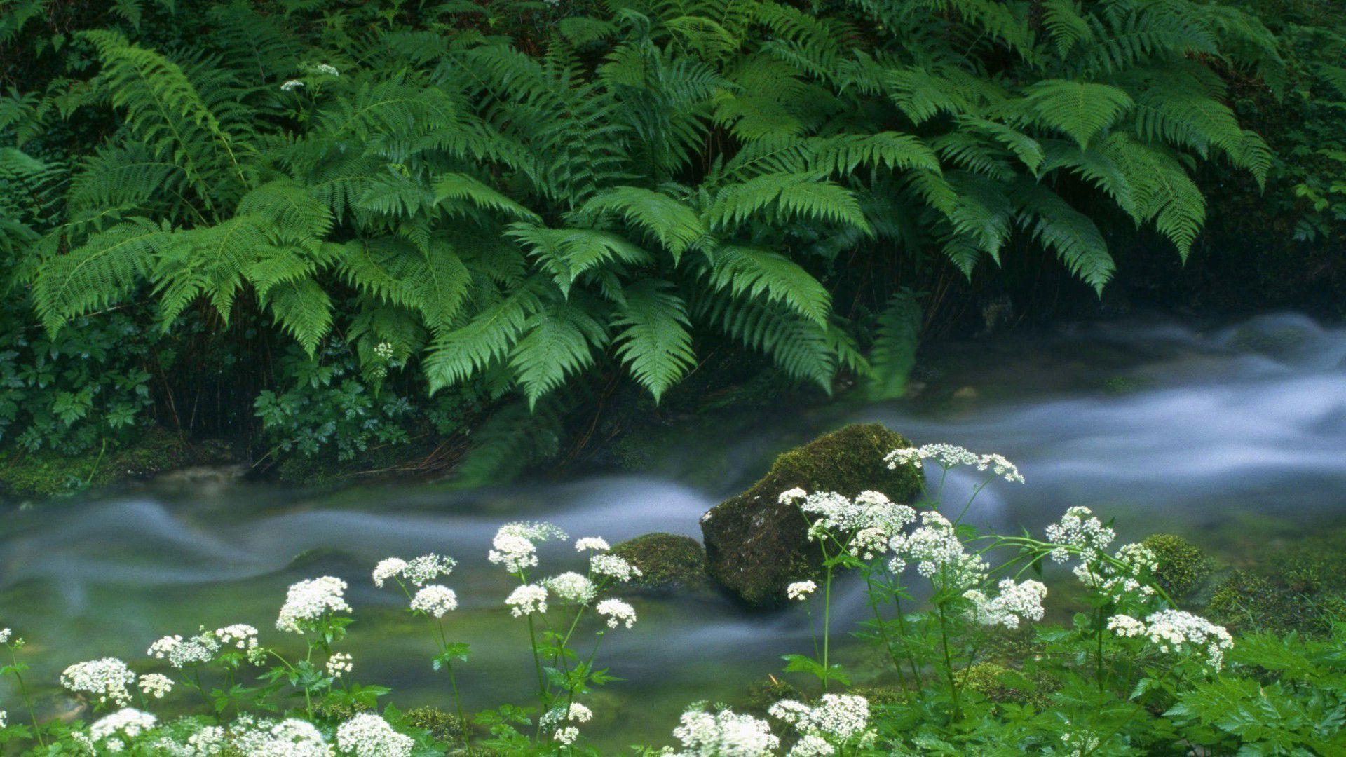1920x1080 Fern near the creek 1920x1080 nature wallpaper. Beautiful nature