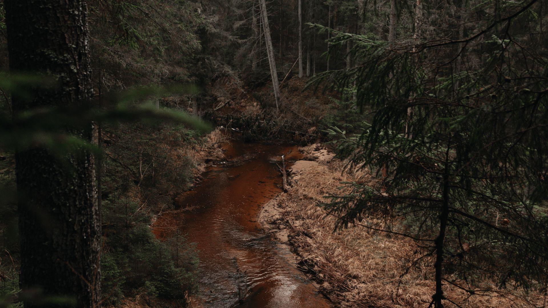 1920x1080 Download wallpaper 1920x1080 river, forest, trees, pines, nature