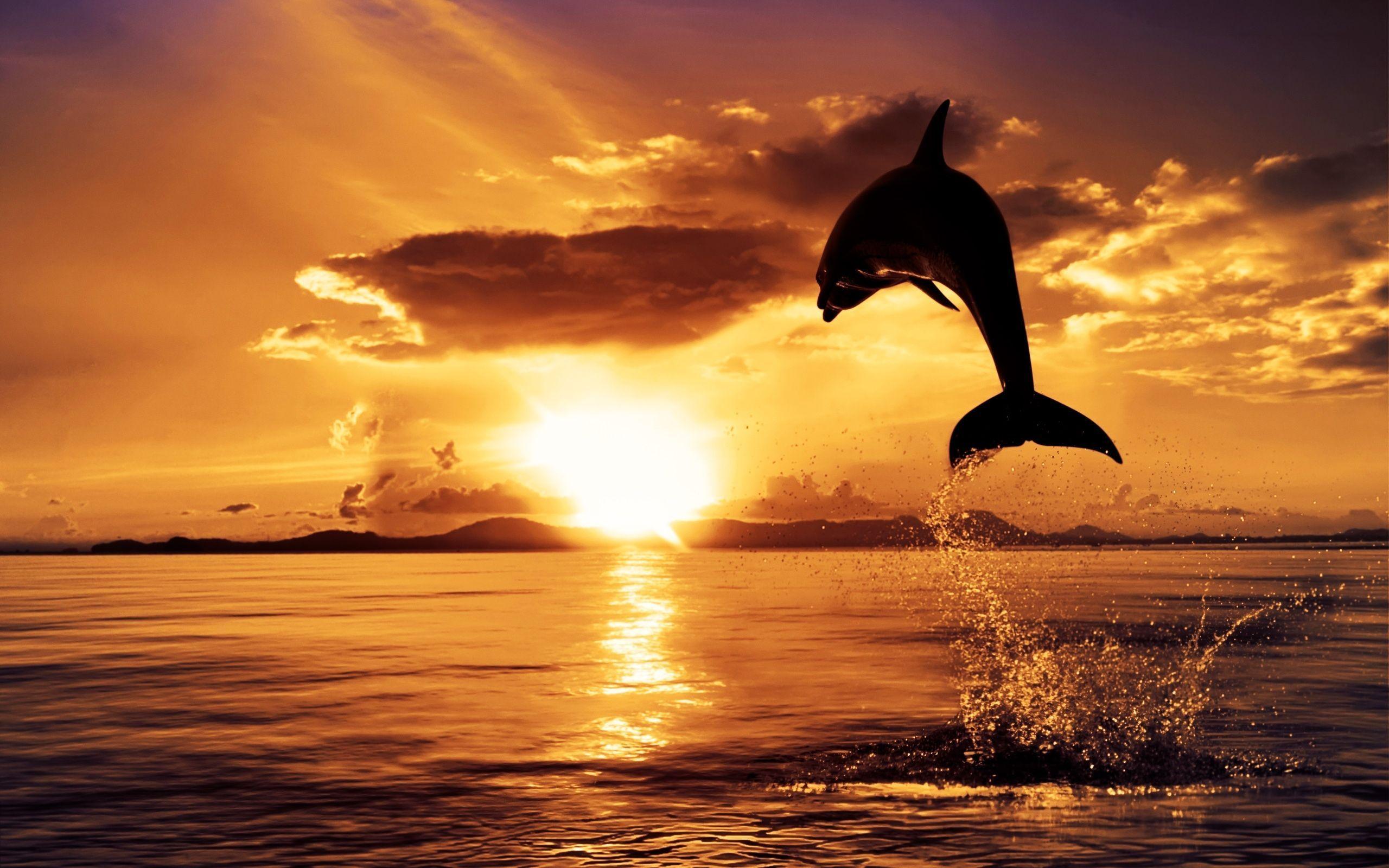 2560x1600 Free download Dolphin Sunset HD Wallpaper Nature Wallpaper [2560x1600] for your Desktop, Mobile & Tablet. Explore Nature Sunset Wallpaper HD. Desktop Wallpaper Sunset, Beach Sunset HD Wallpaper, Beautiful Sunset HD Wallpaper