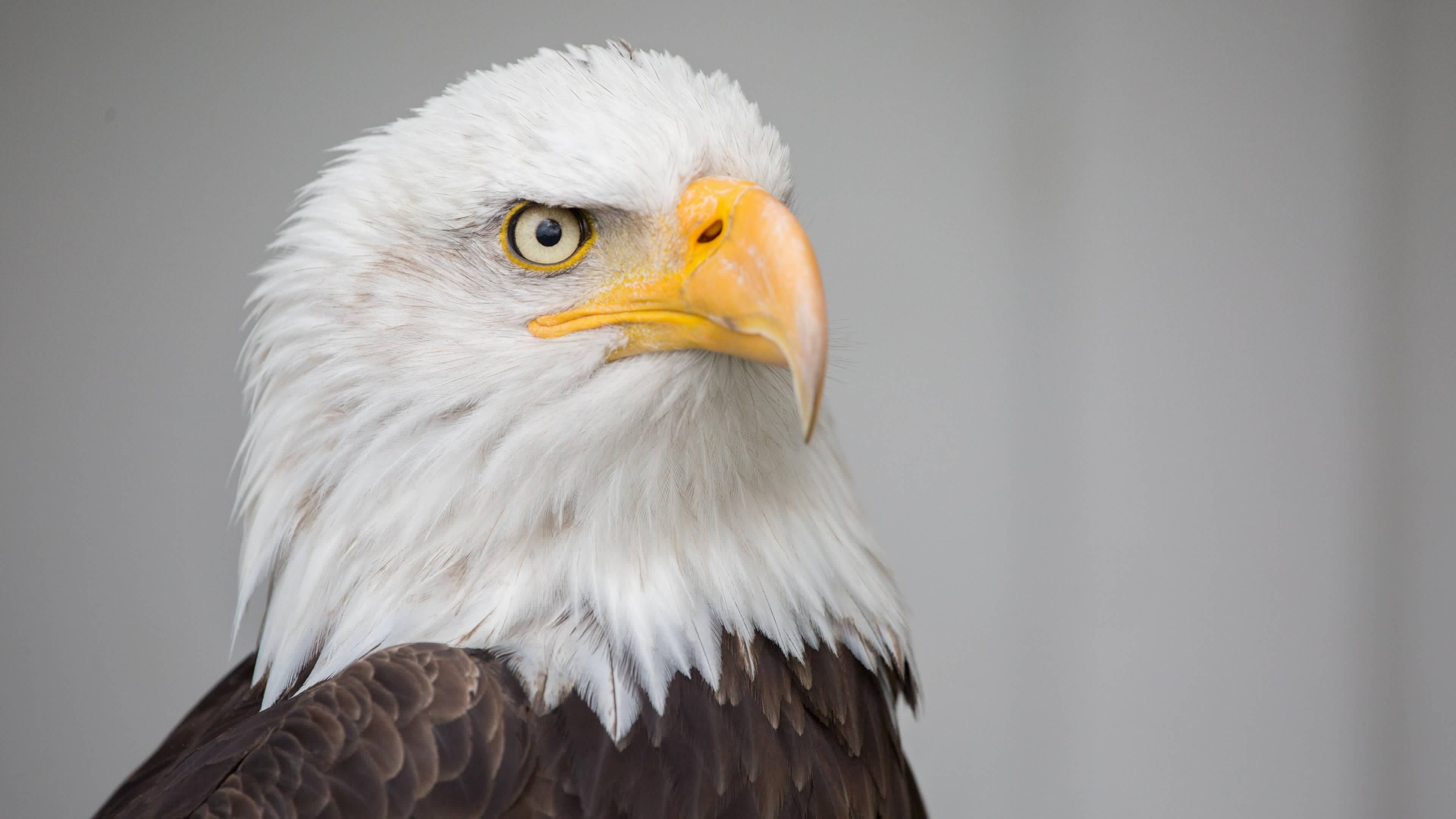 3840x2160 Bald Eagle Wallpaper & Desktop Background