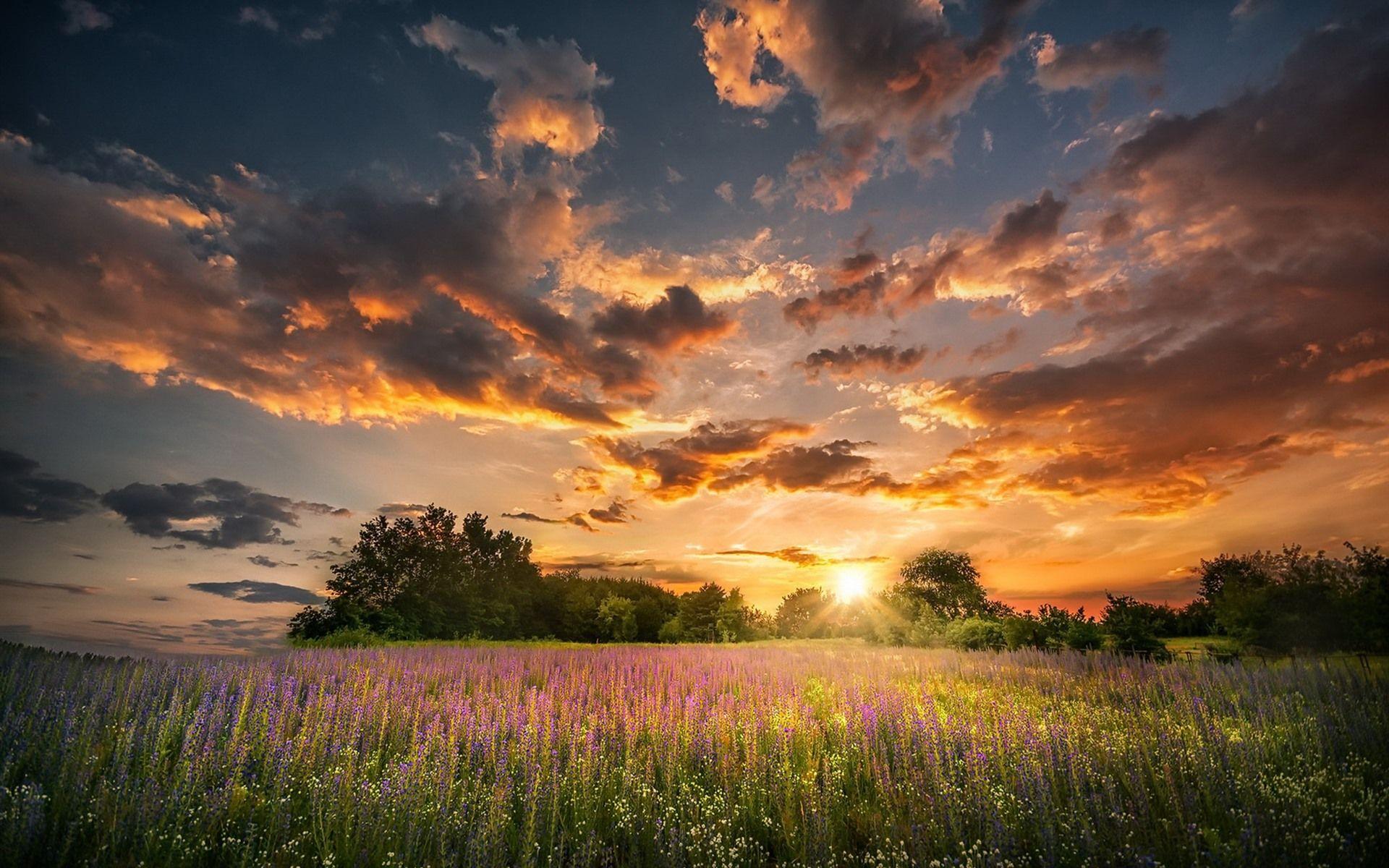1920x1200 Wallpaper Summer, flowers, sunset, clouds, nature 1920x1200 HD